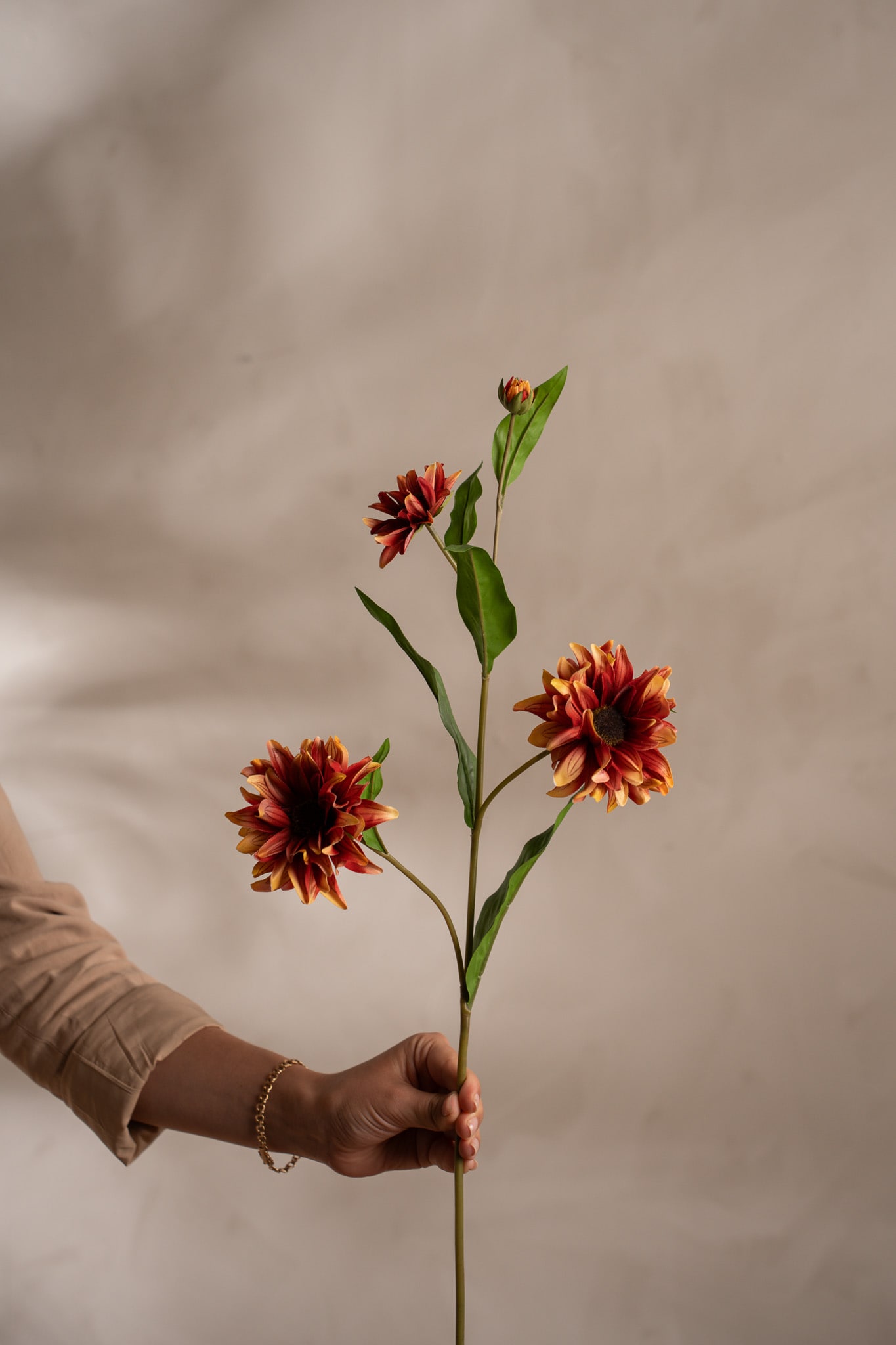 Rudbeckia