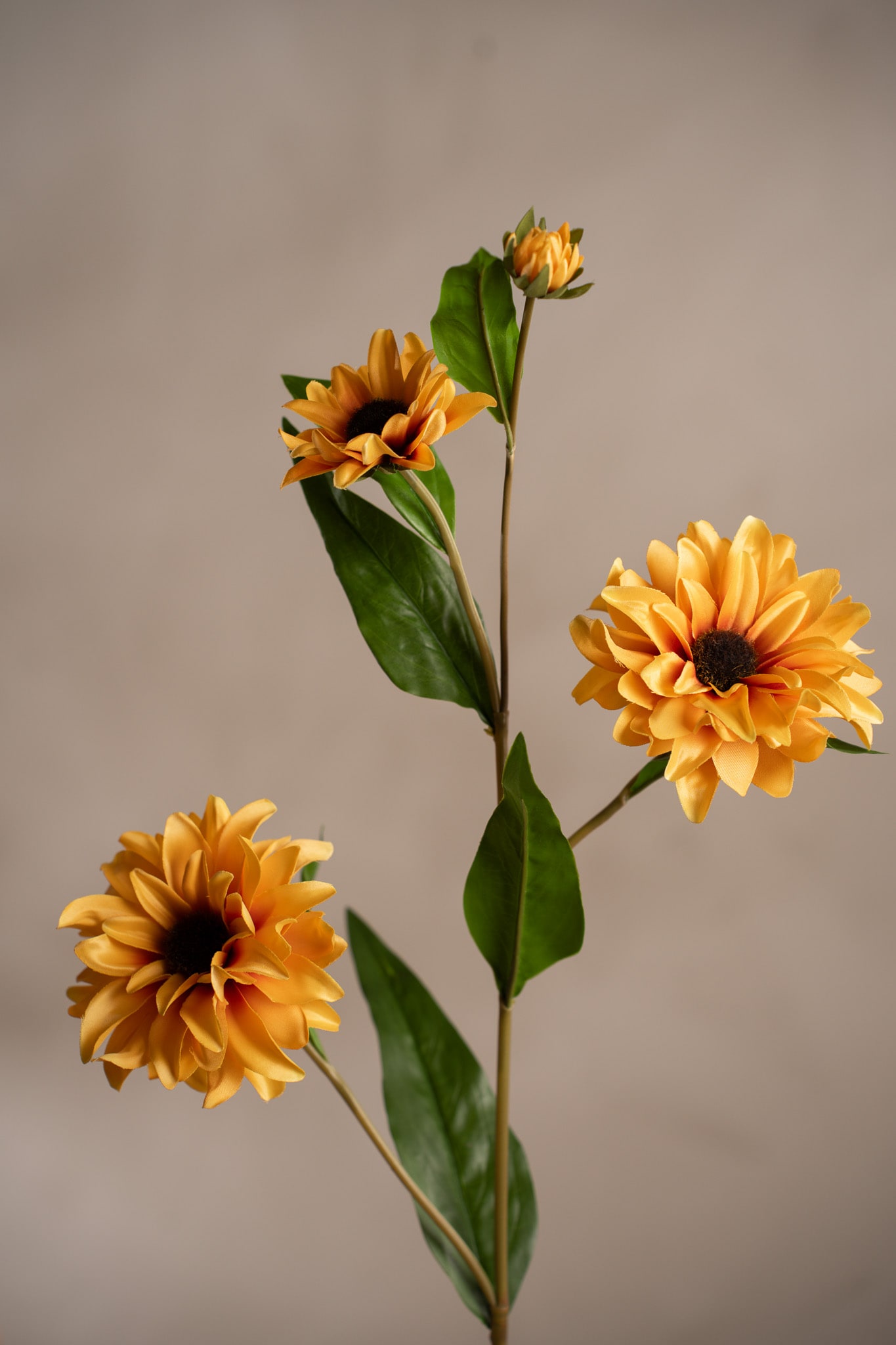 Rudbeckia