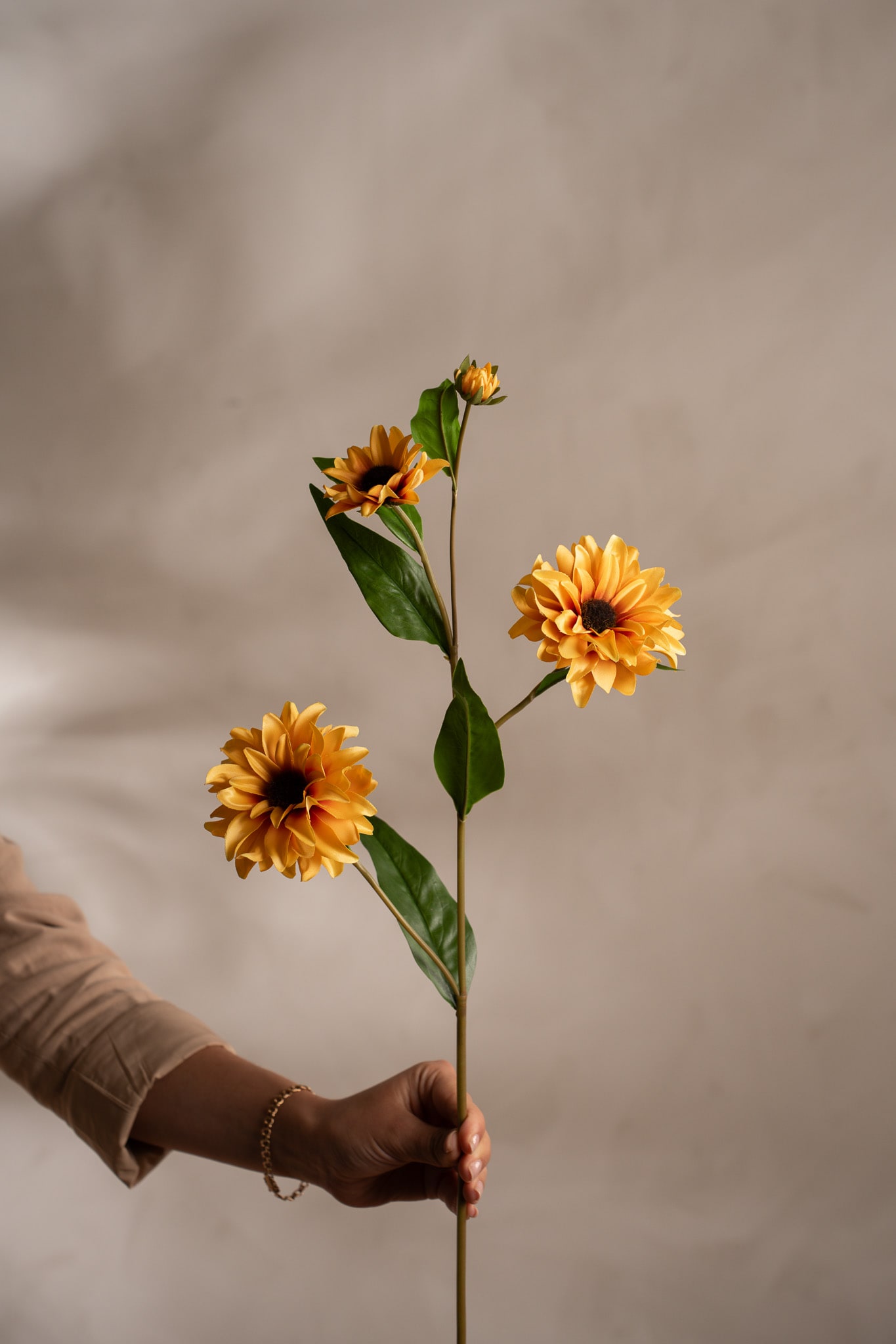 Rudbeckia