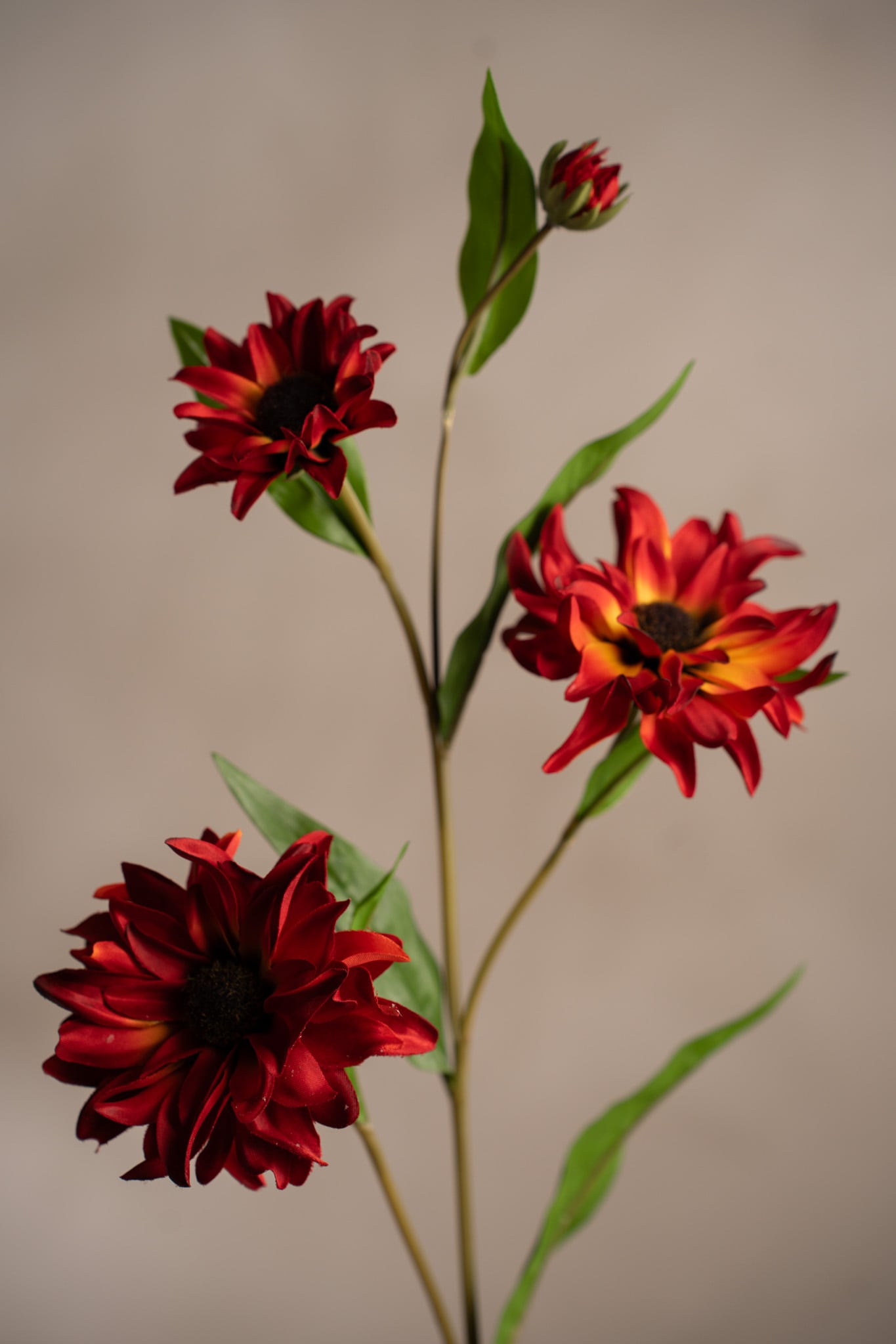 Rudbeckia