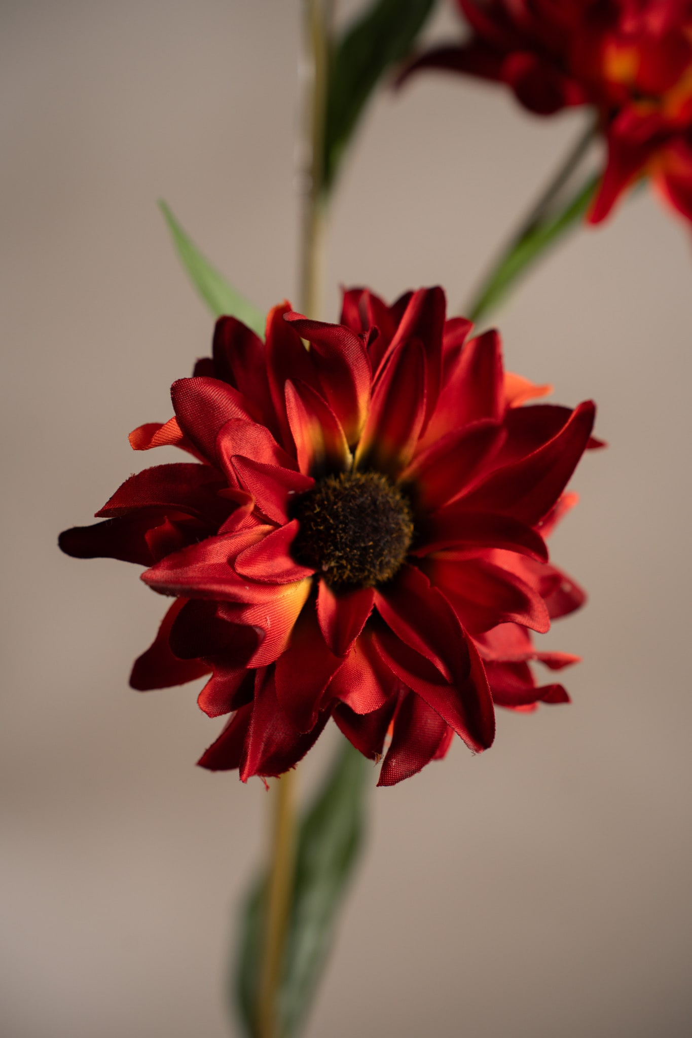 Rudbeckia