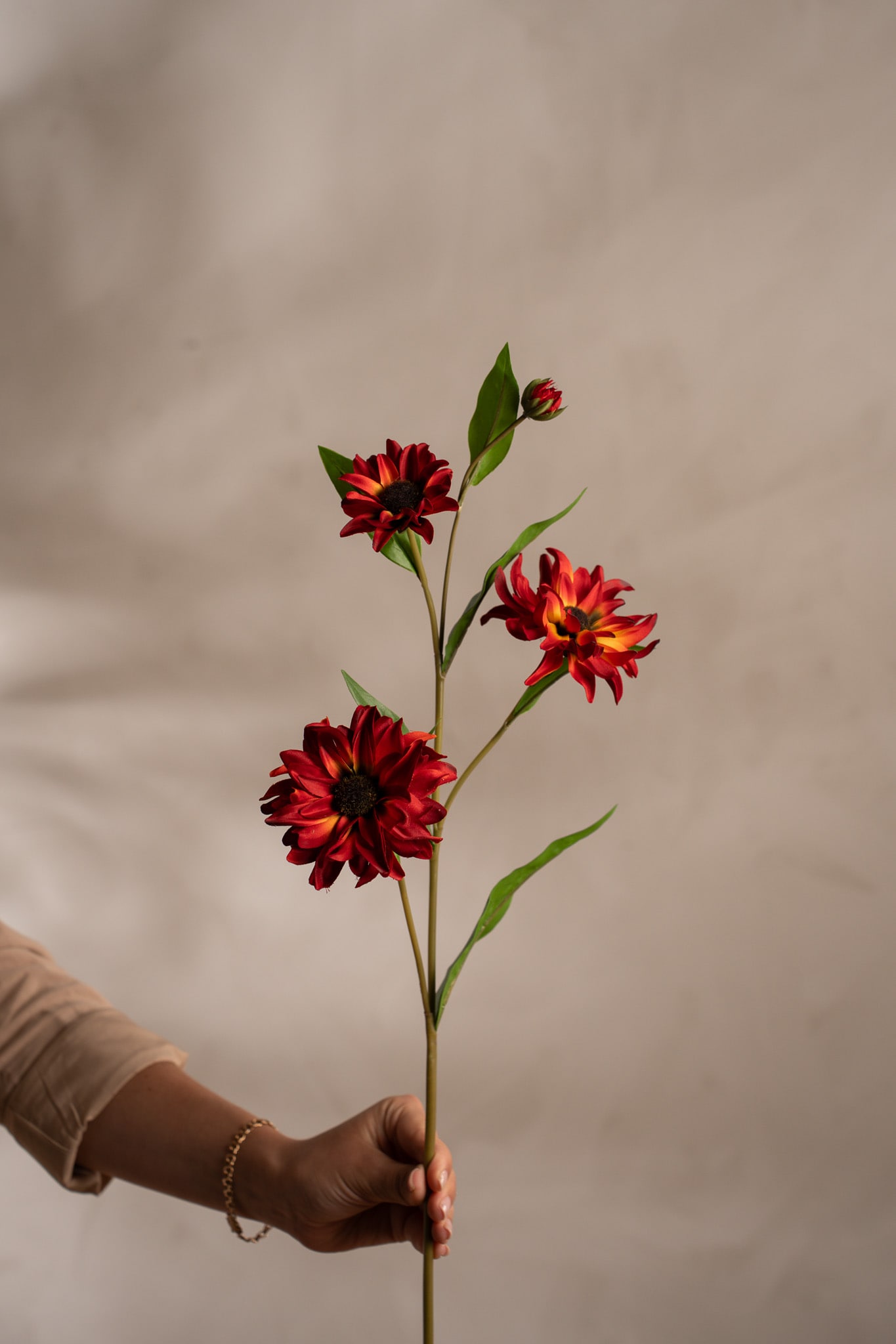 Rudbeckia