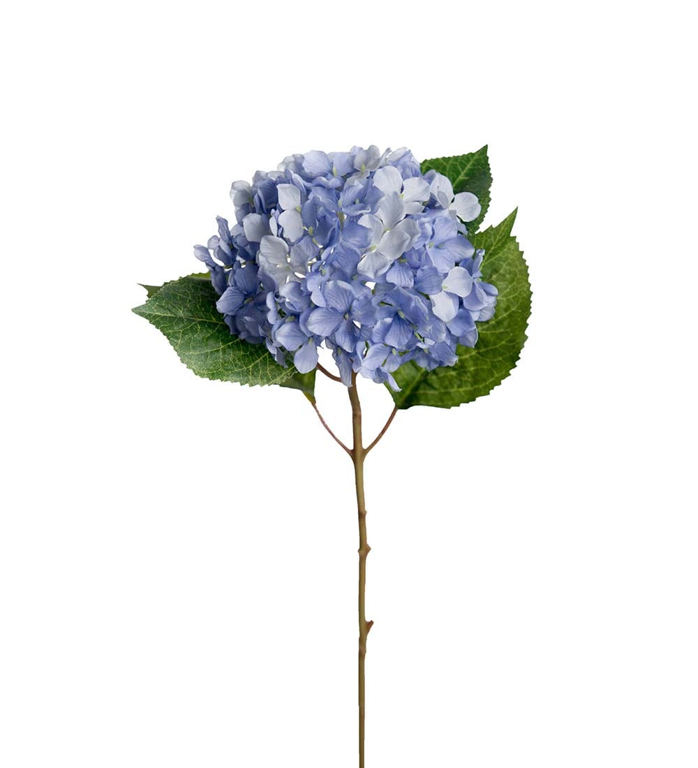 Hortensia
