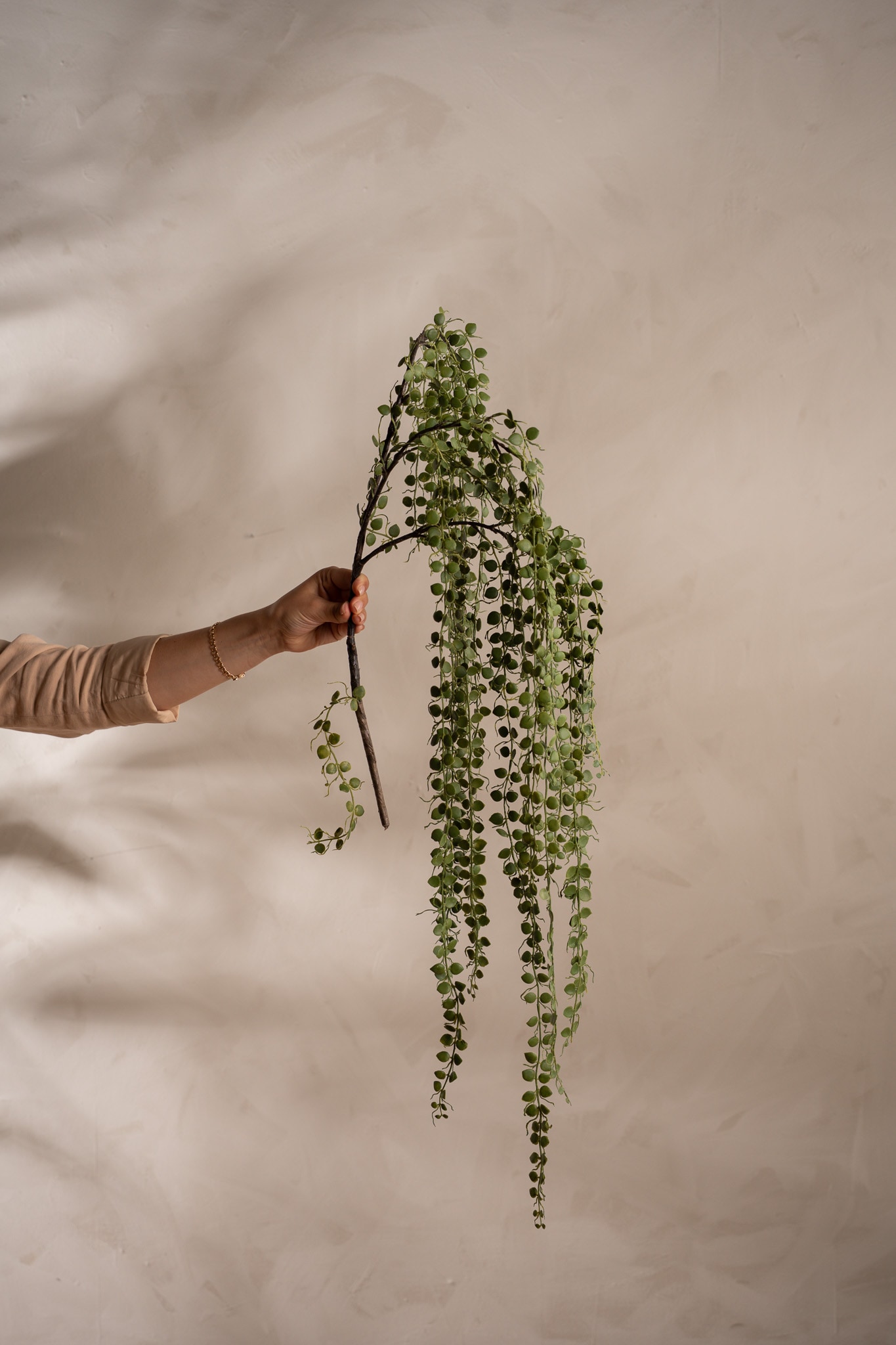 Senecio
