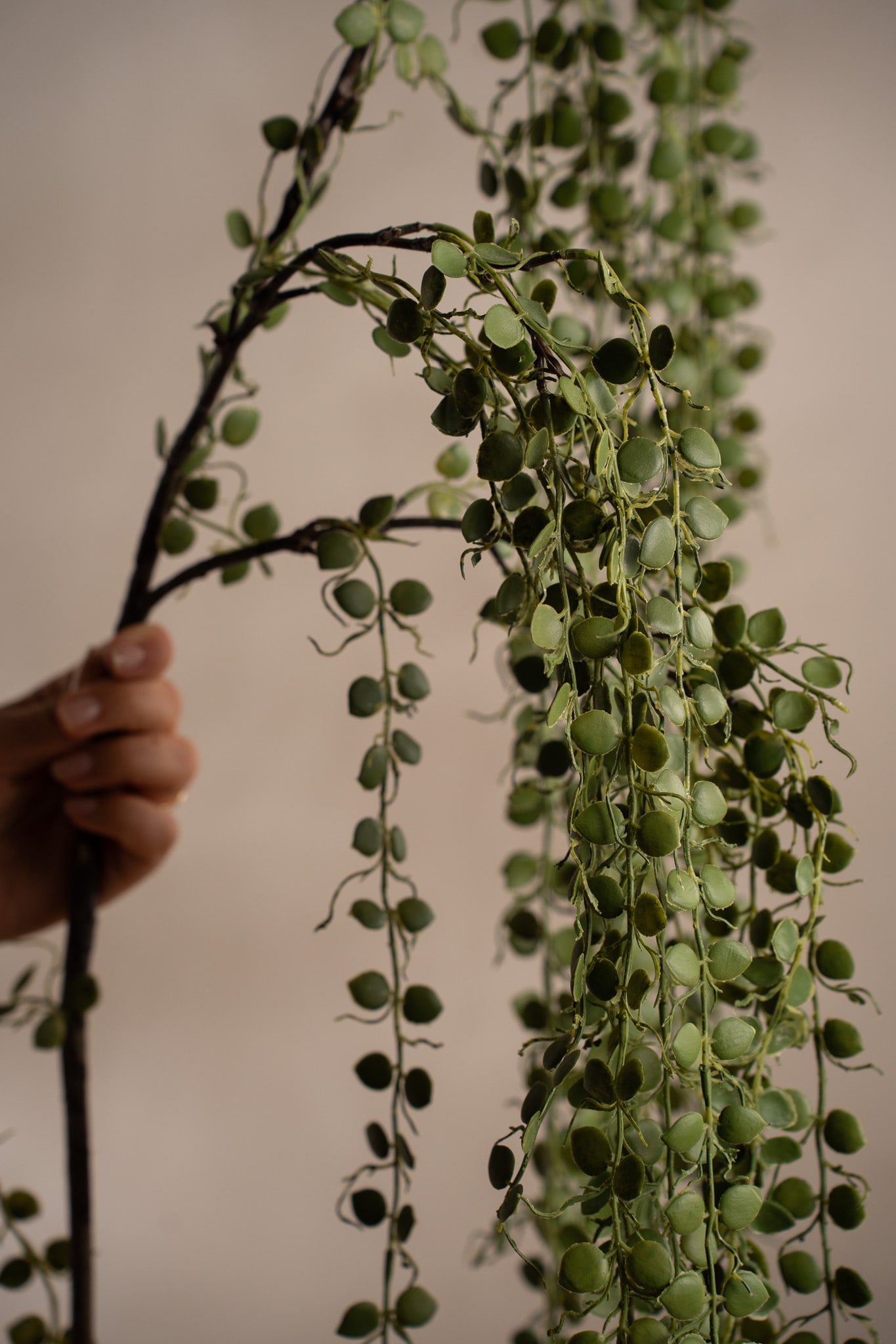 Senecio