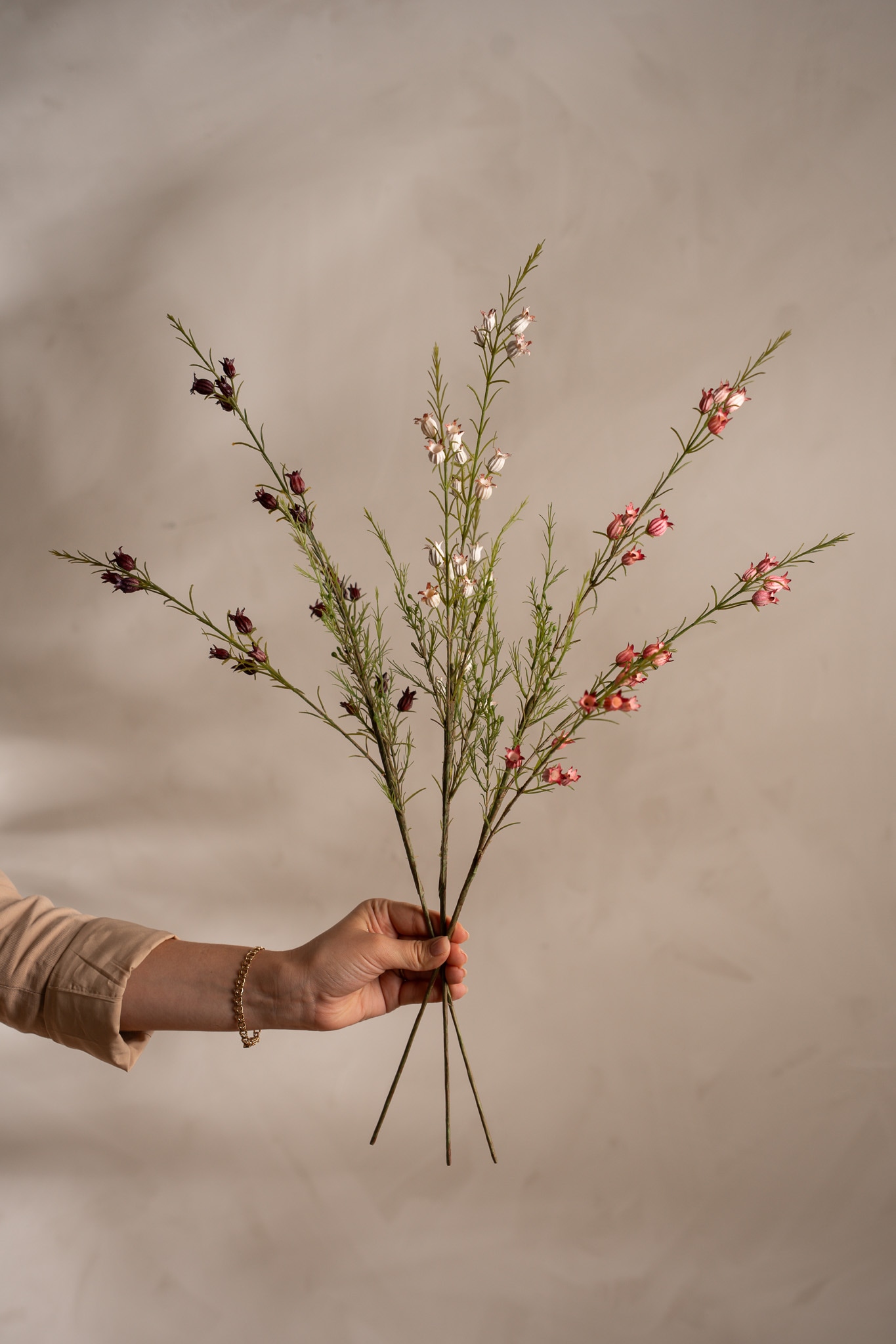 Calluna