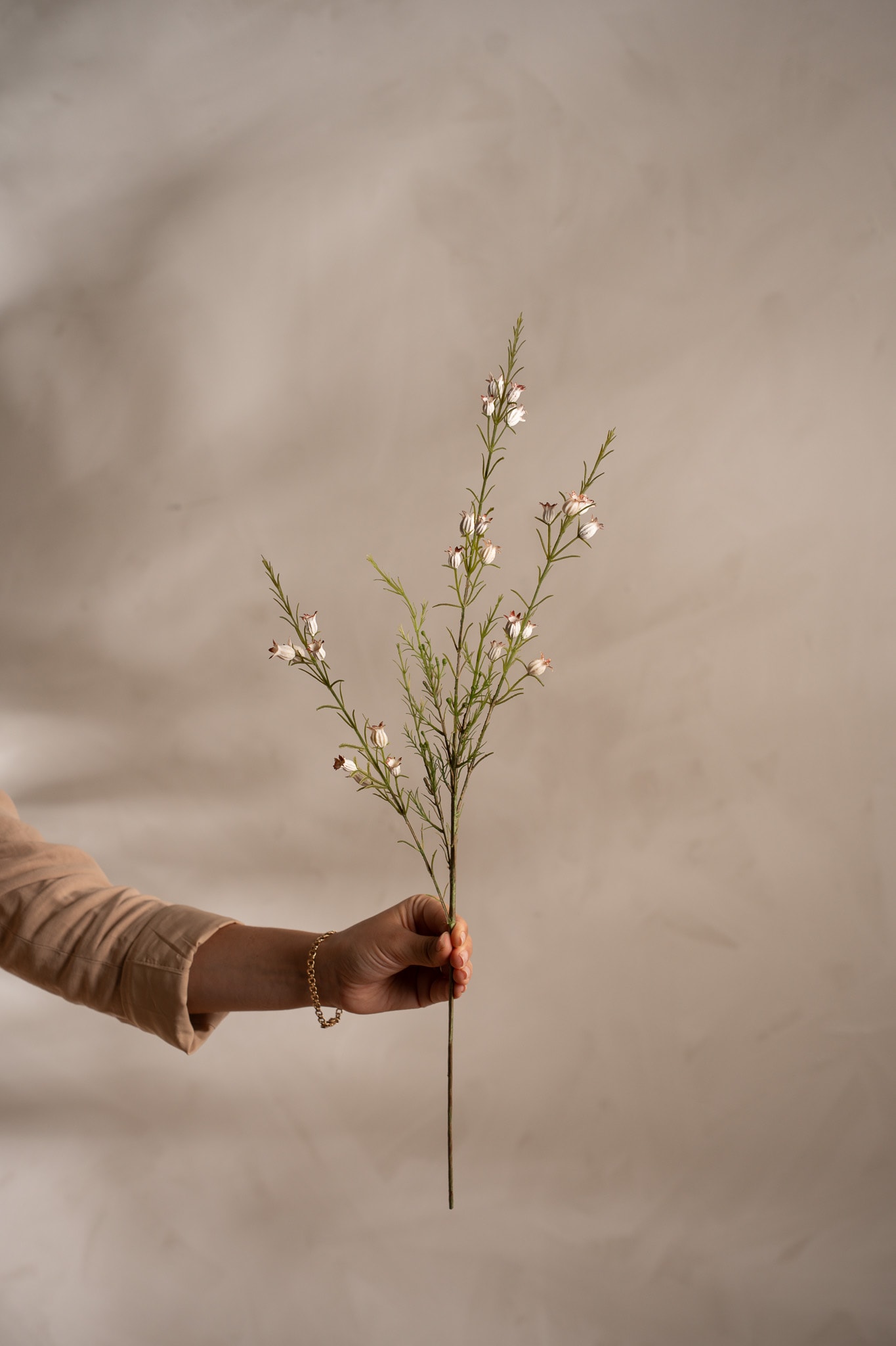 Calluna