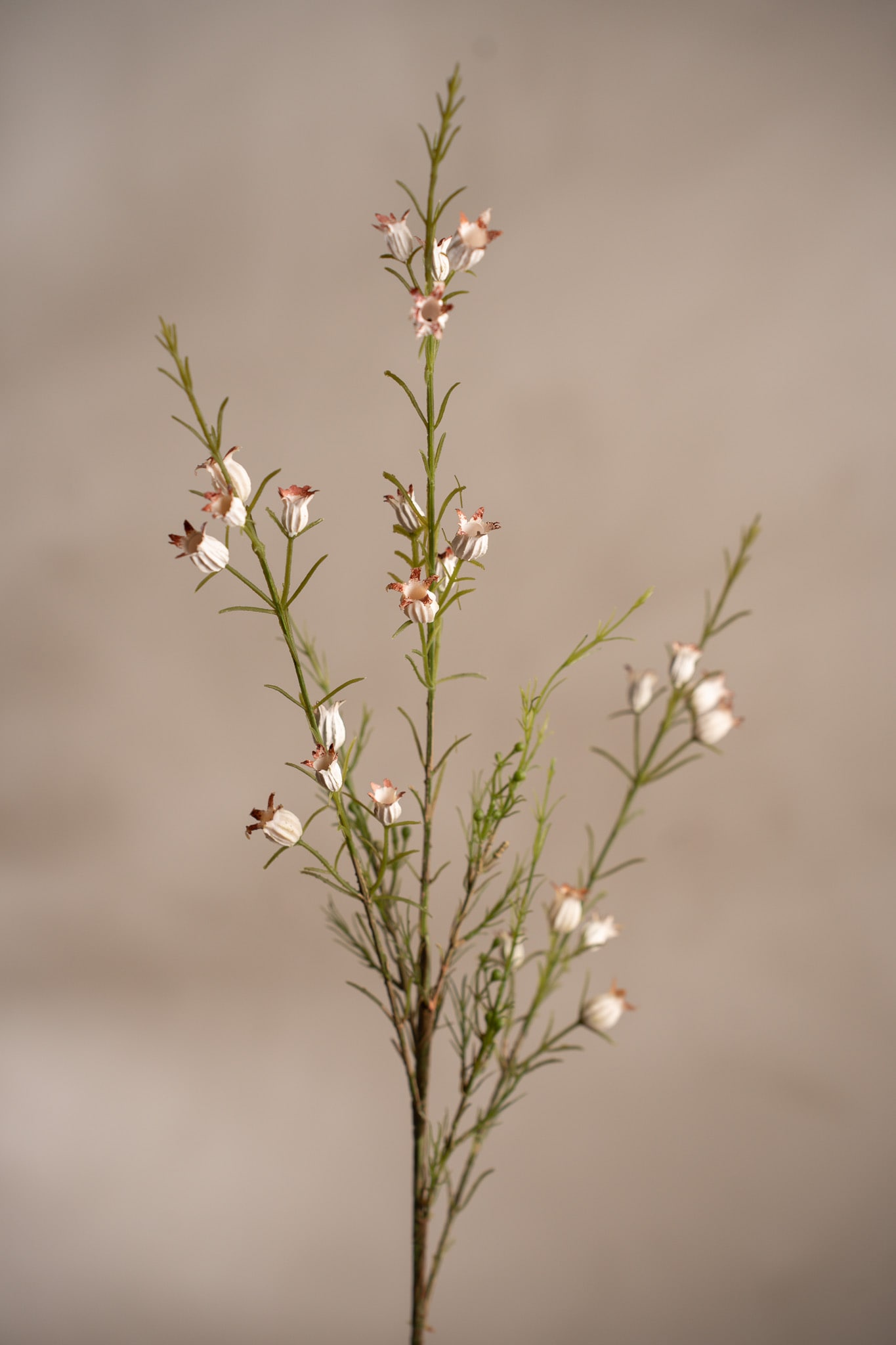 Calluna