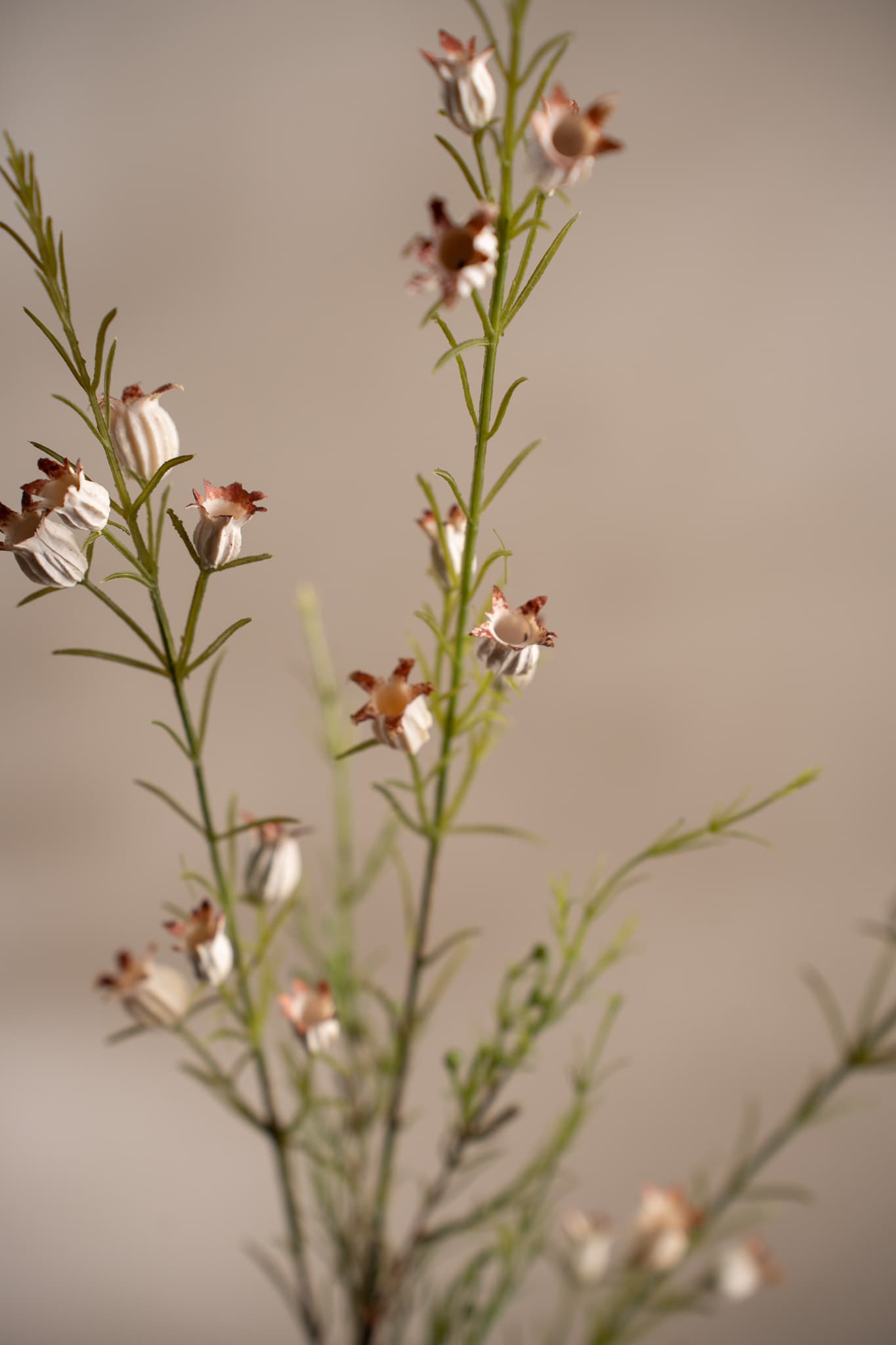 Calluna