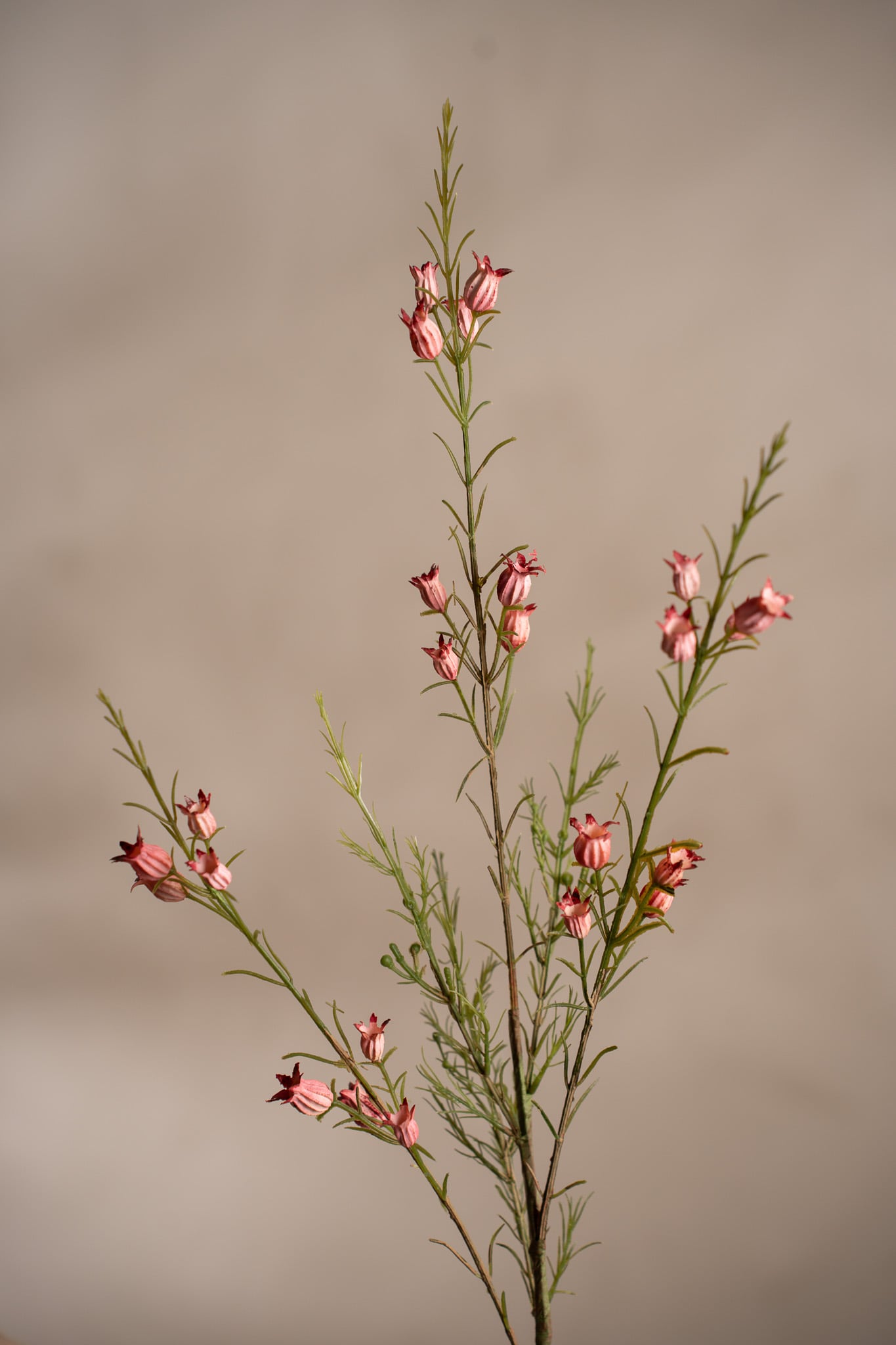 Calluna