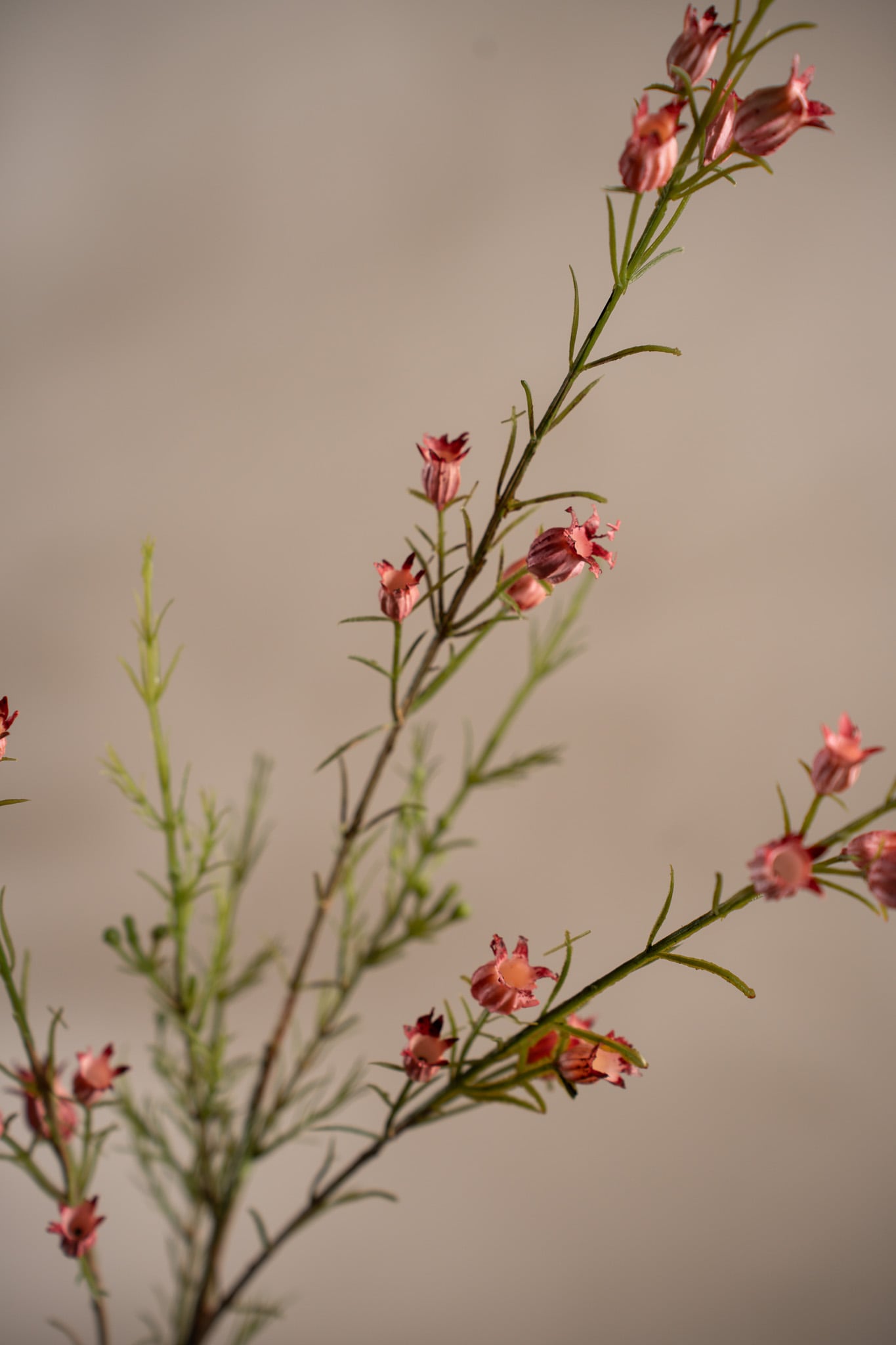 Calluna