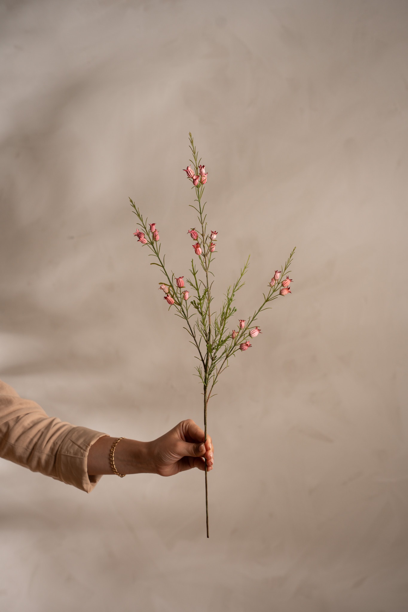 Calluna