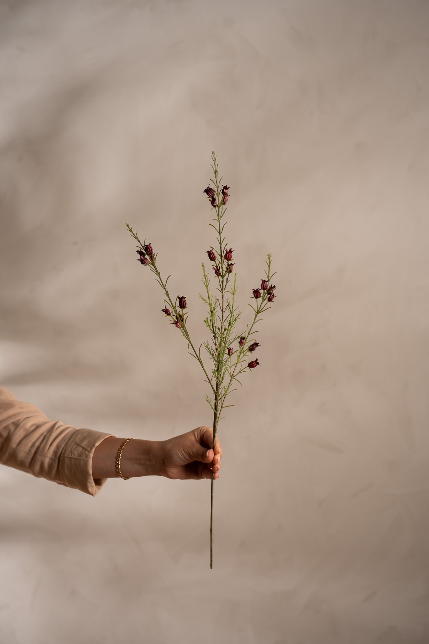 Calluna
