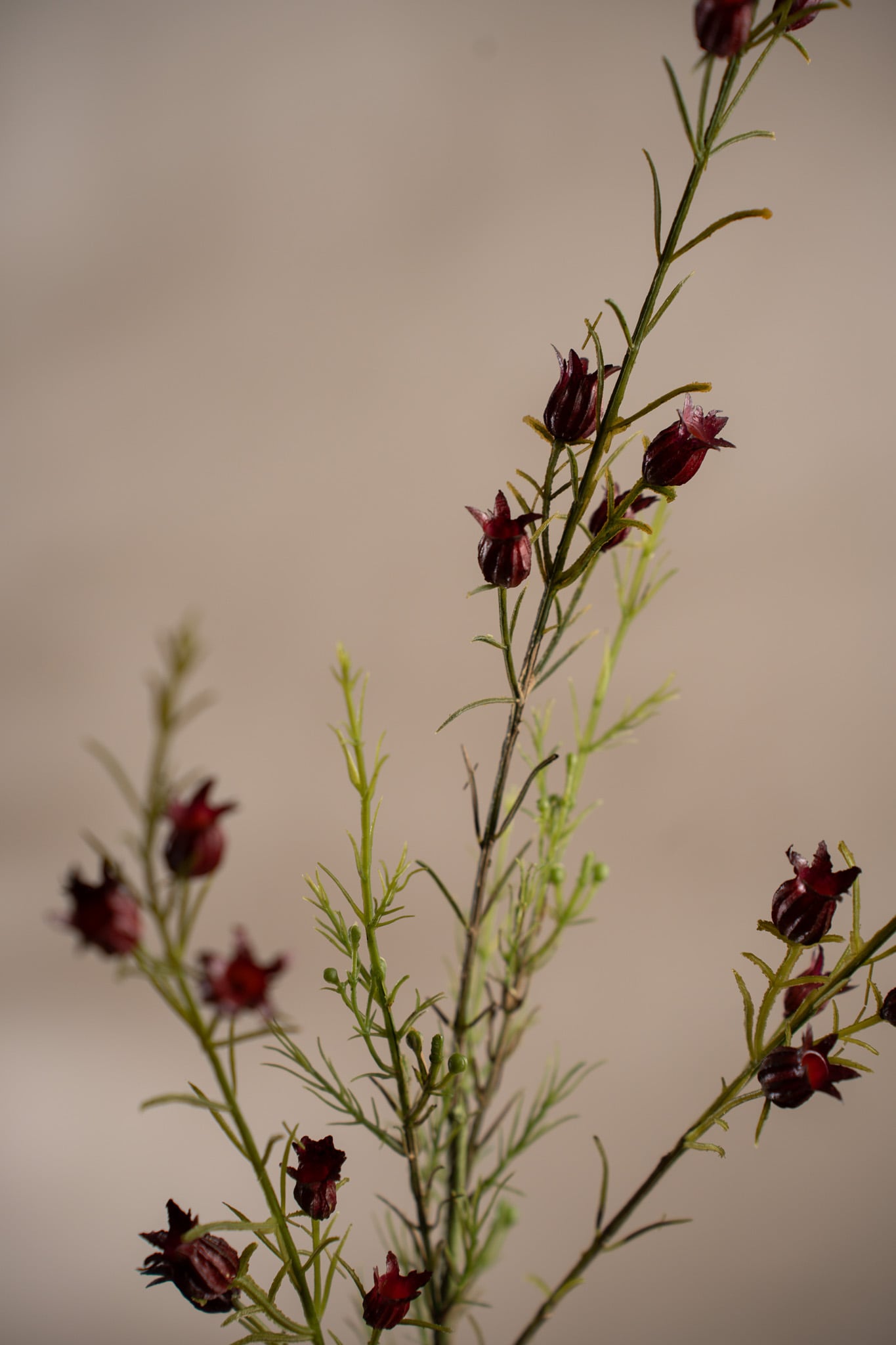 Calluna