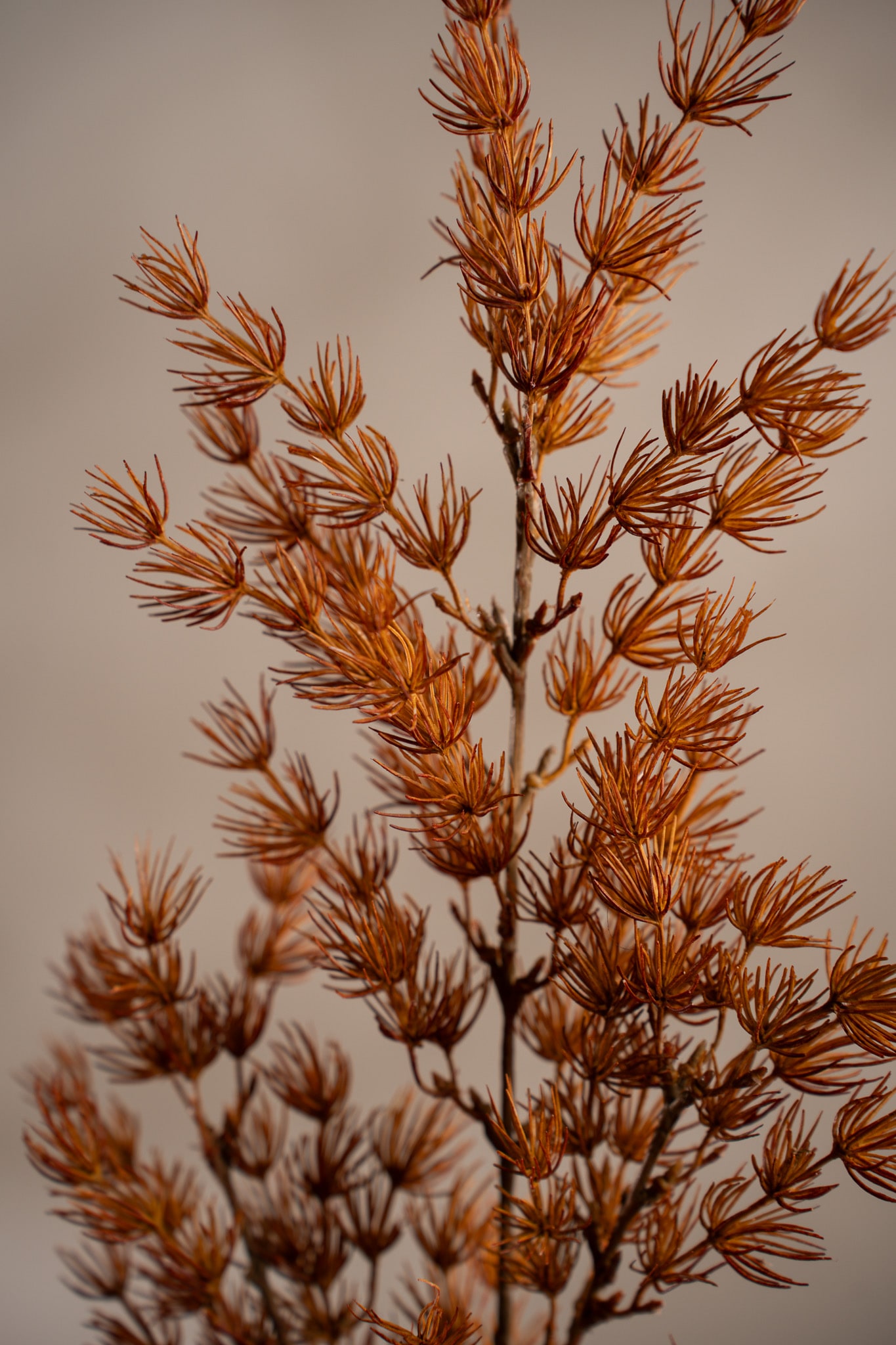 Asparagus