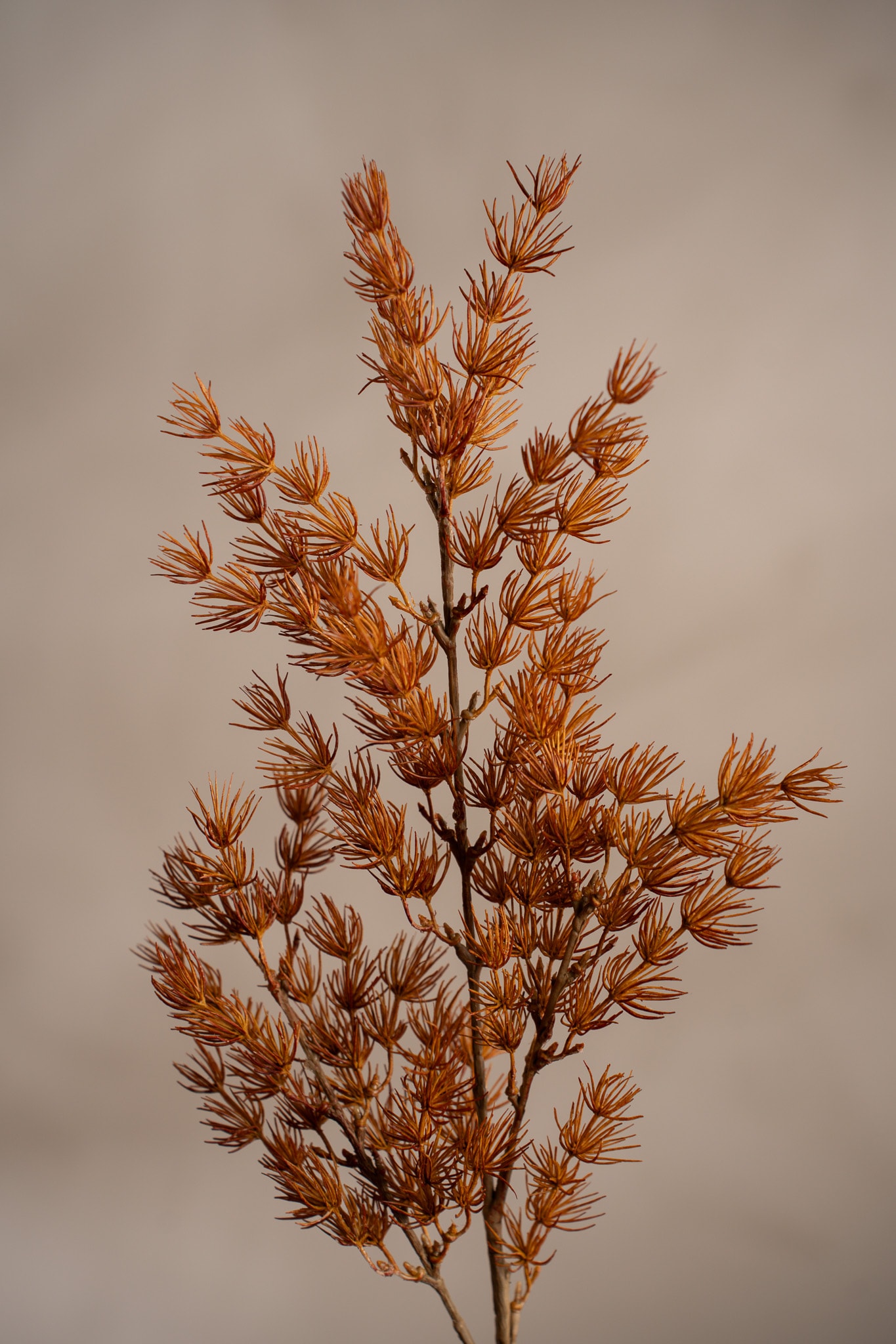 Asparagus