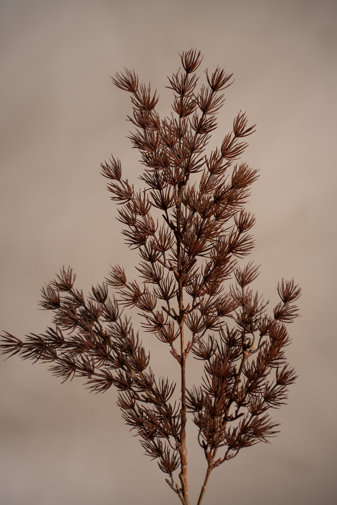 Asparagus