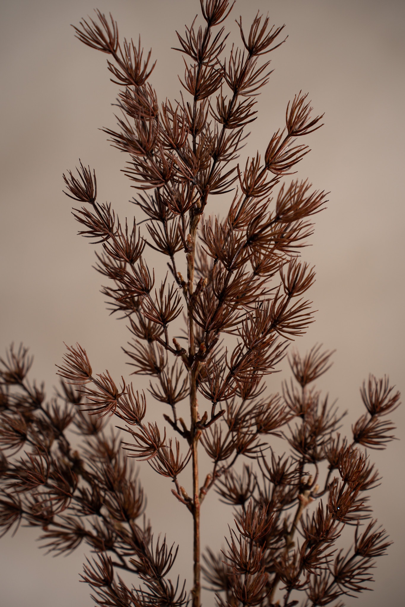 Asparagus