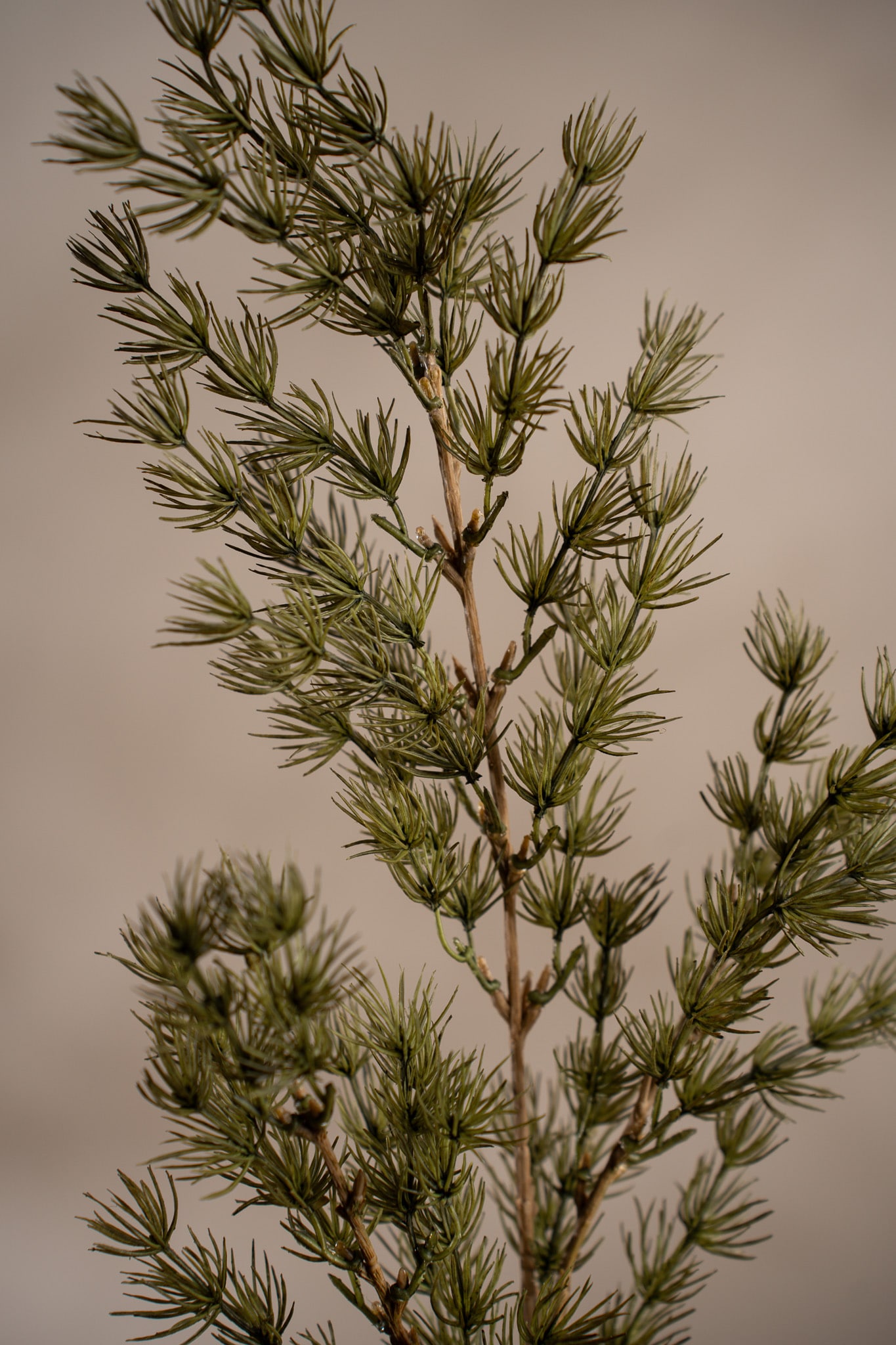 Asparagus