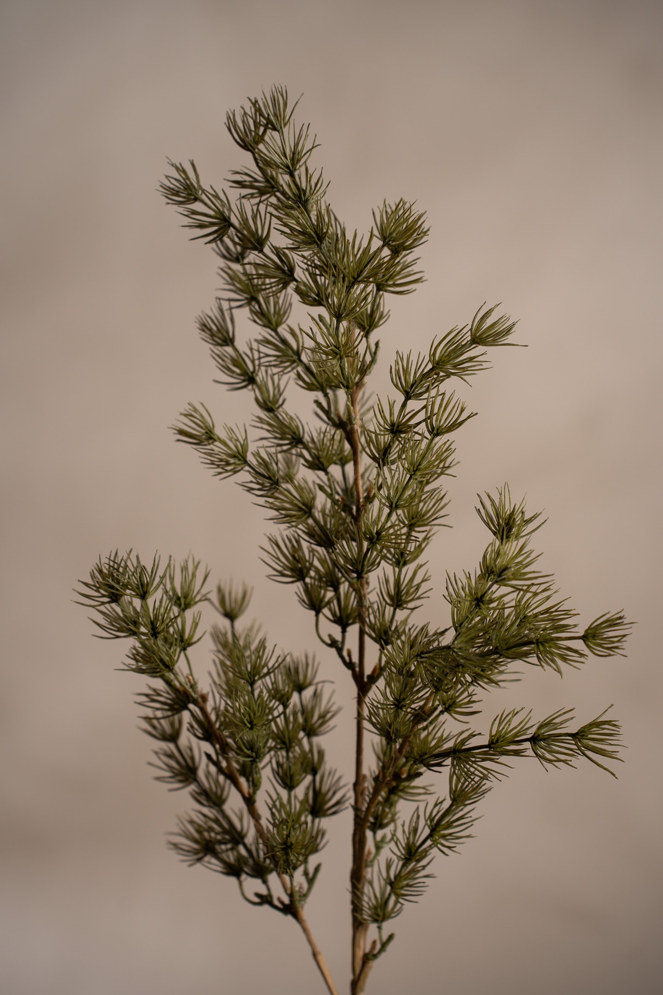 Asparagus