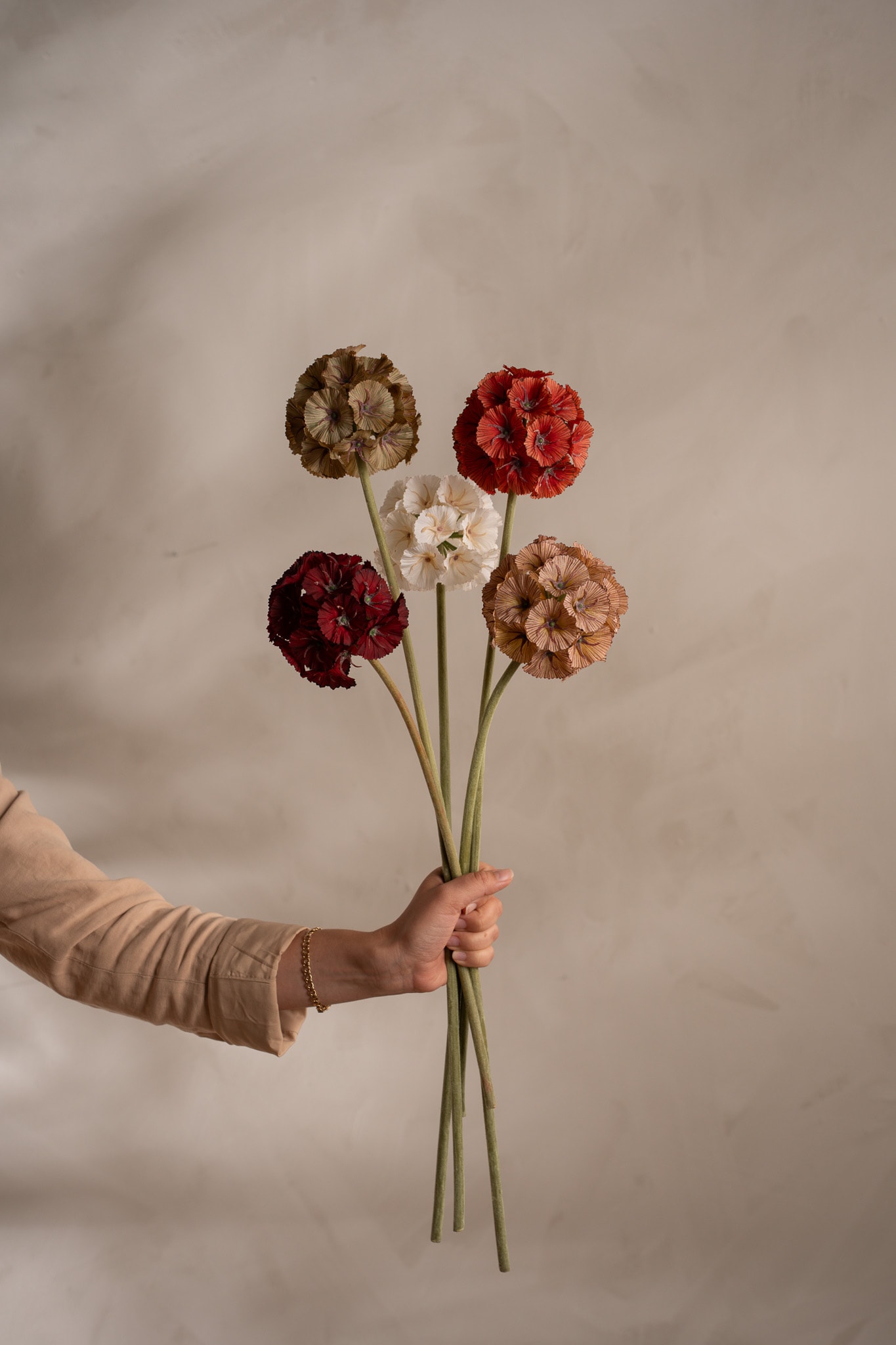 Scabiosa