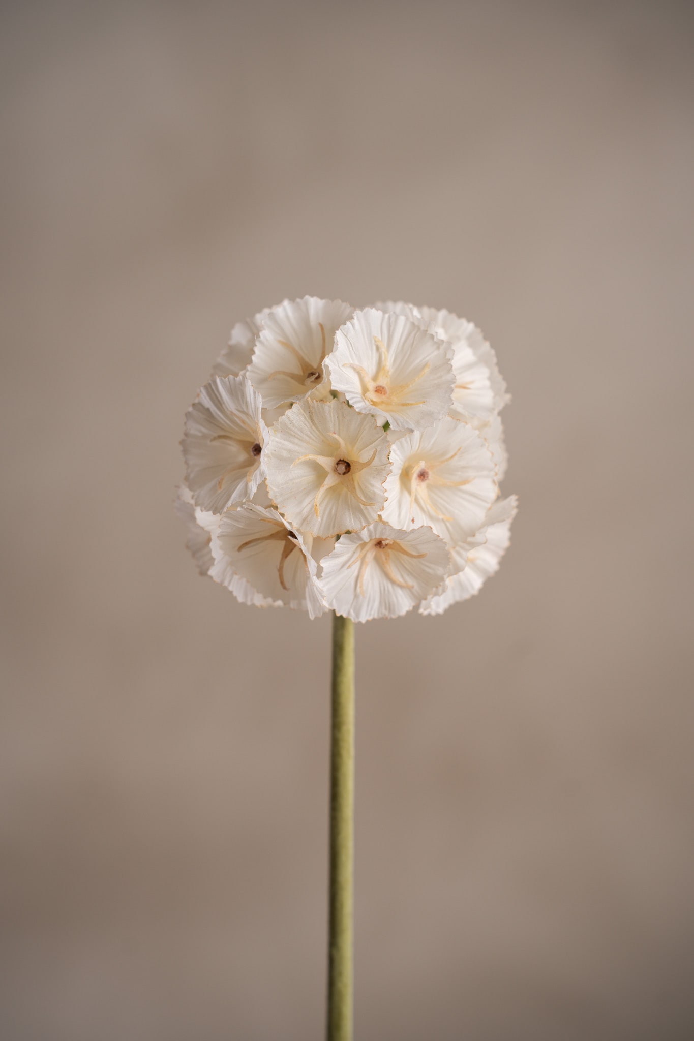 Scabiosa