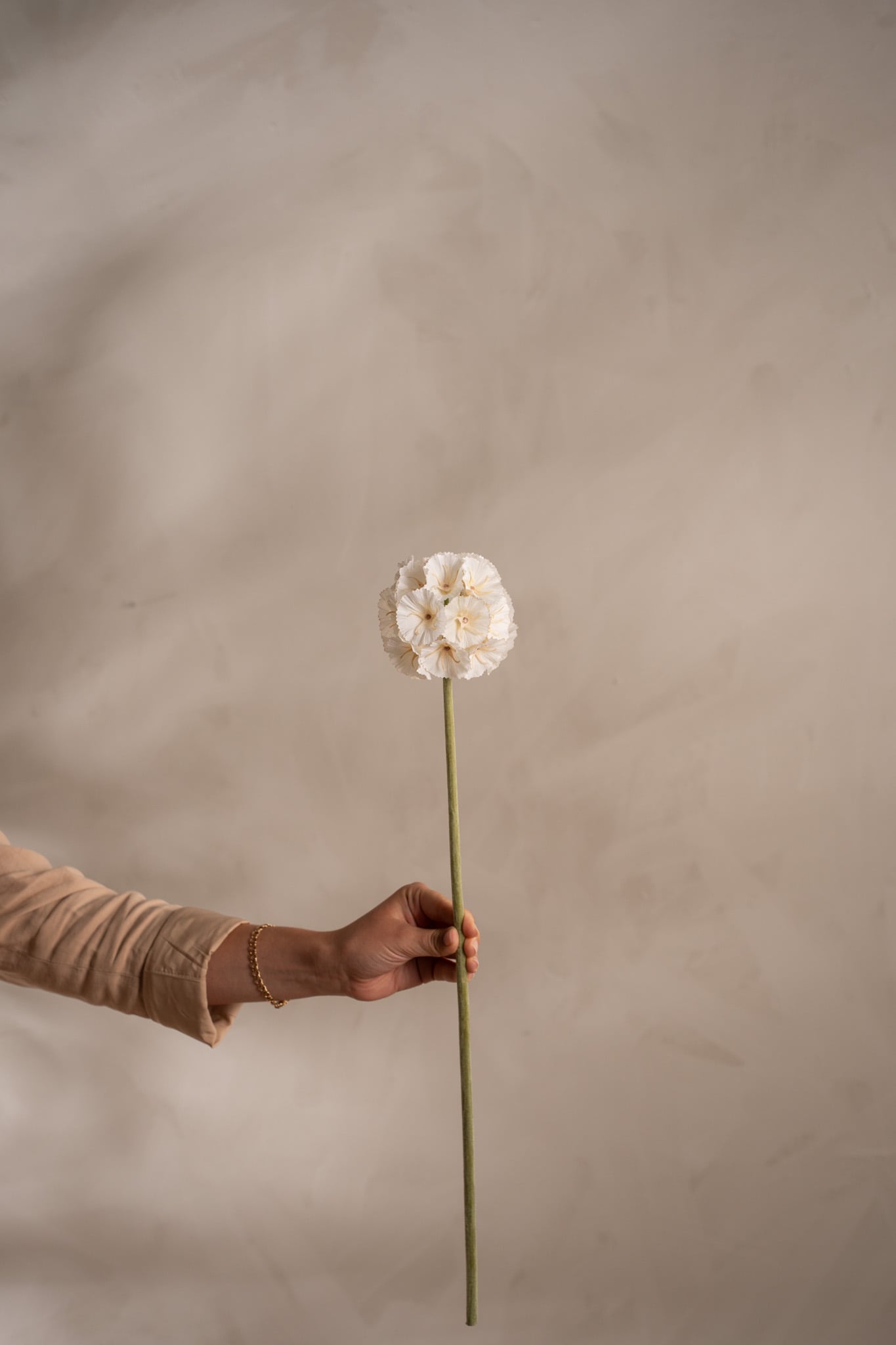 Scabiosa