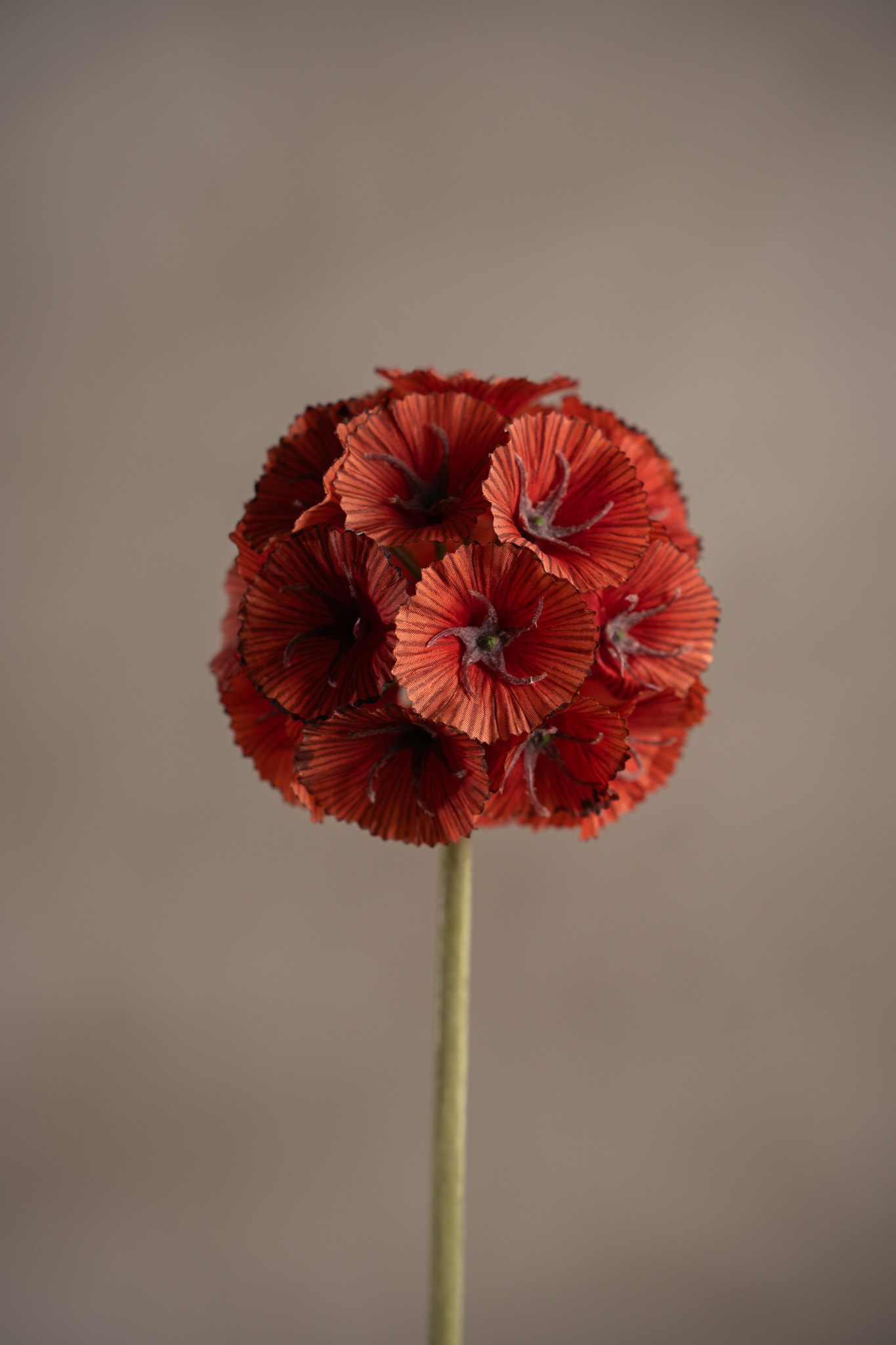 Scabiosa