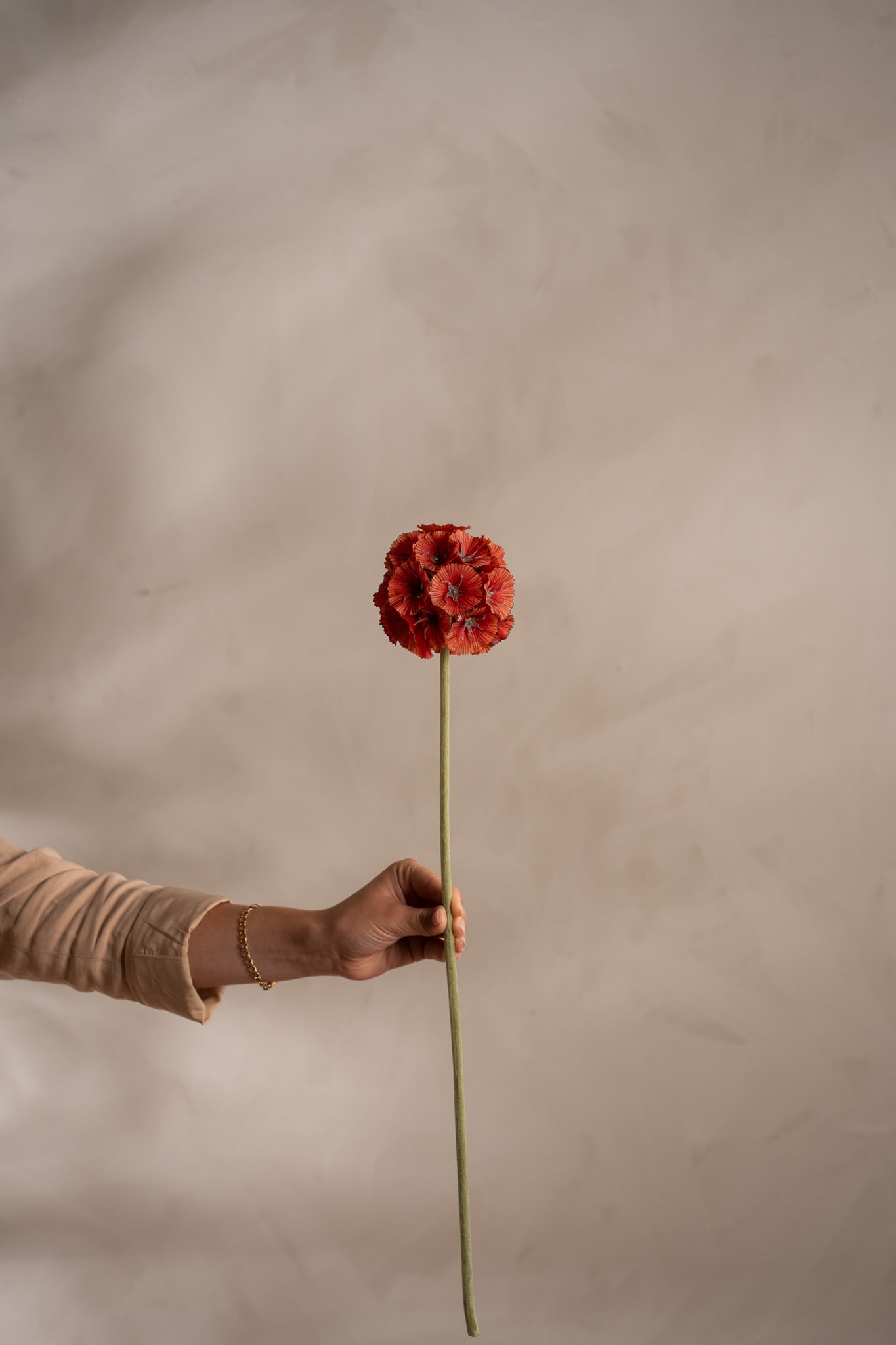 Scabiosa