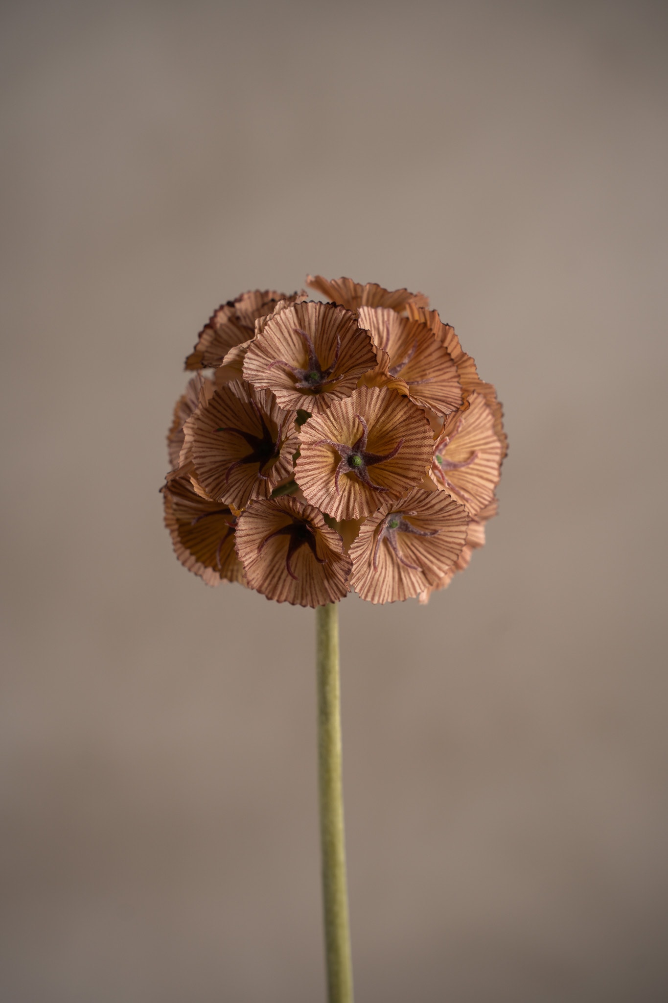 Scabiosa