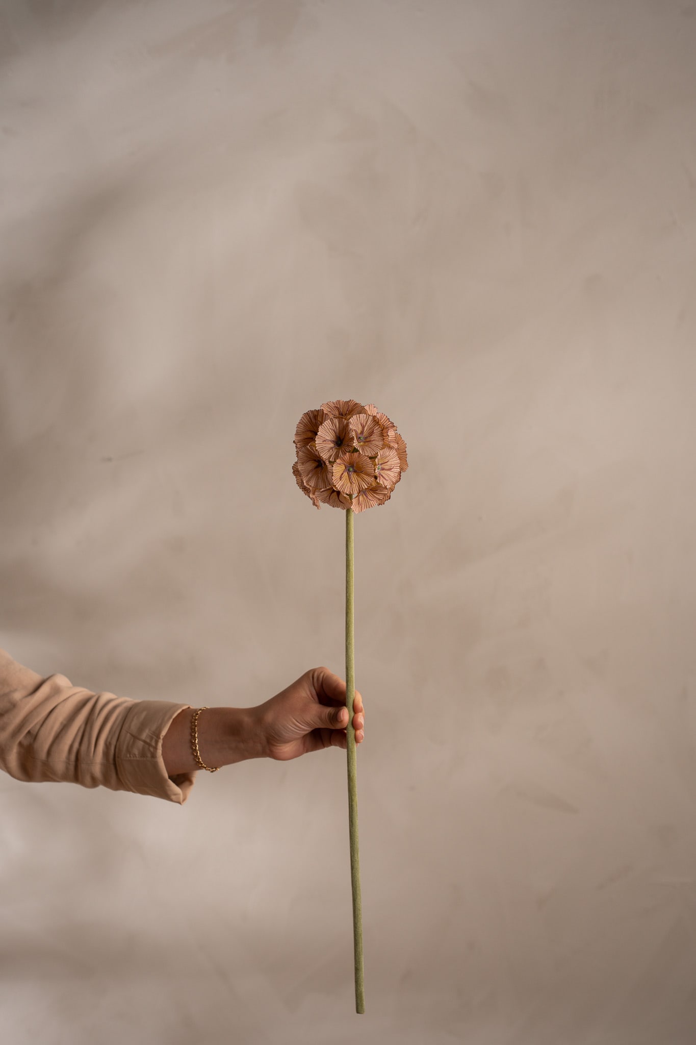 Scabiosa
