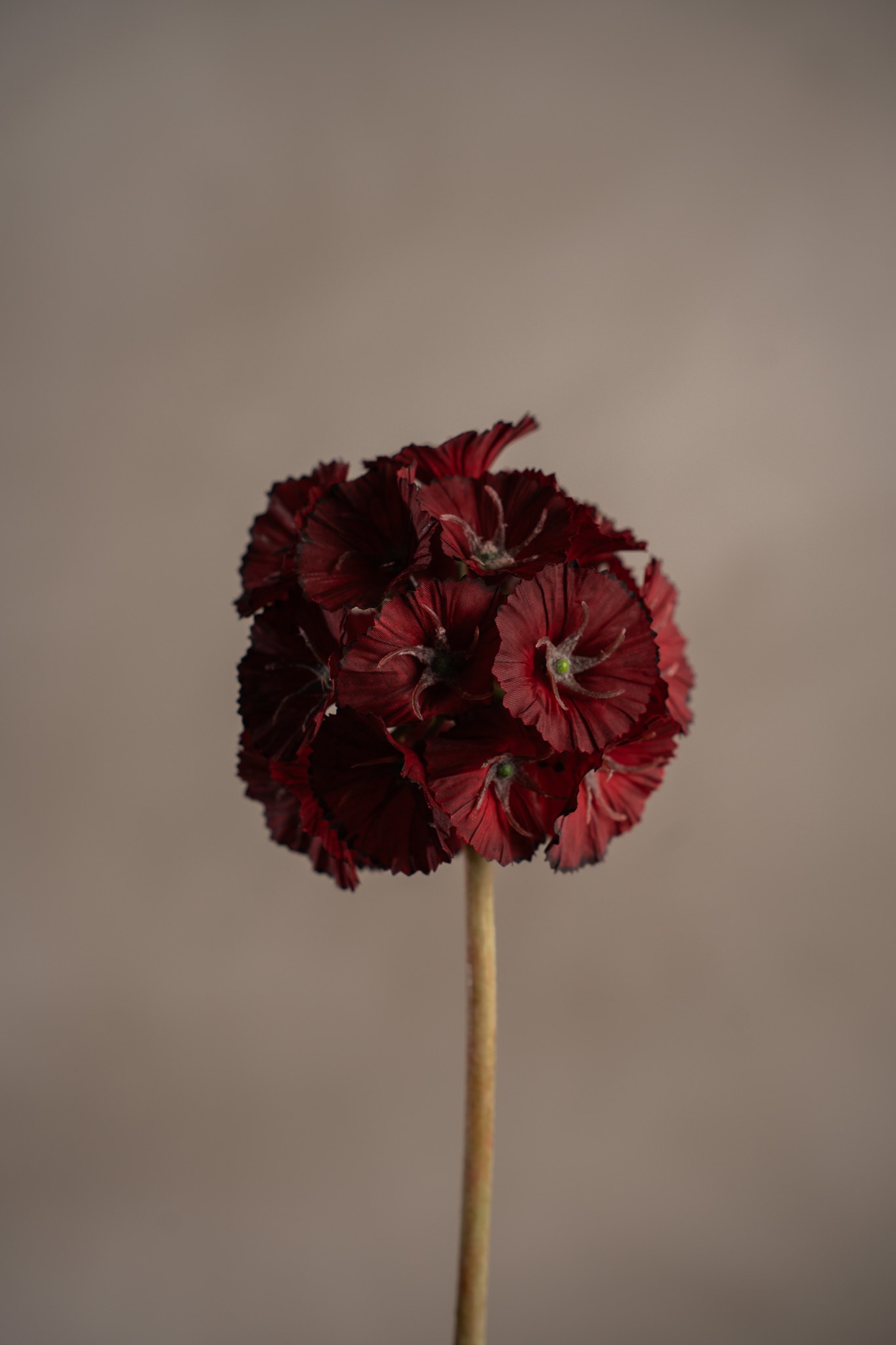 Scabiosa