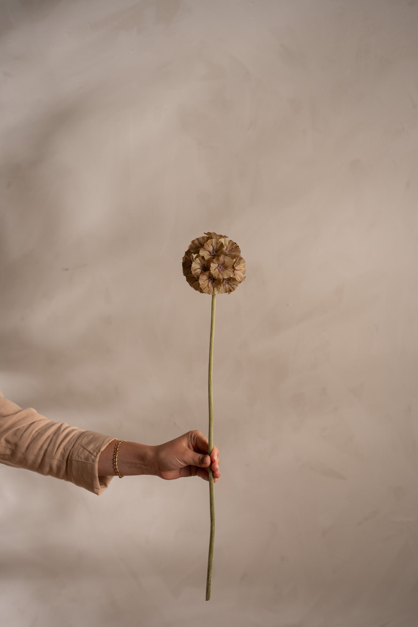 Scabiosa