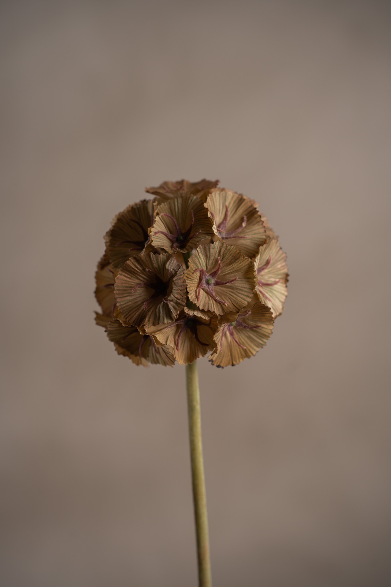 Scabiosa