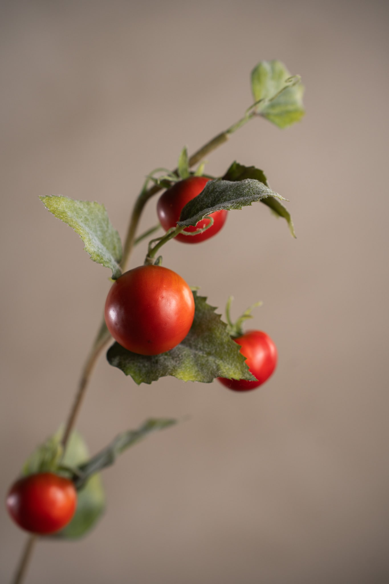 Tomatkvist