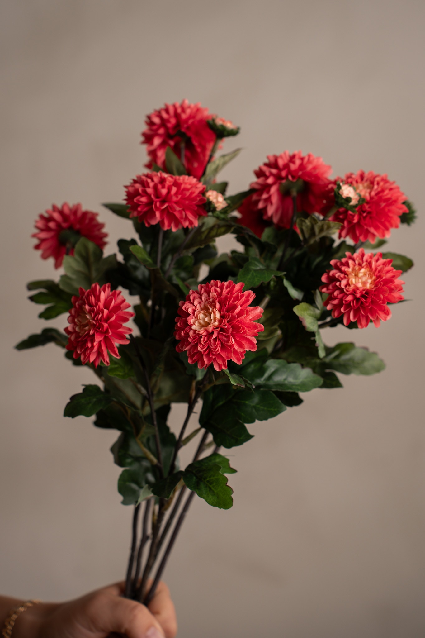 Chrysanthemum