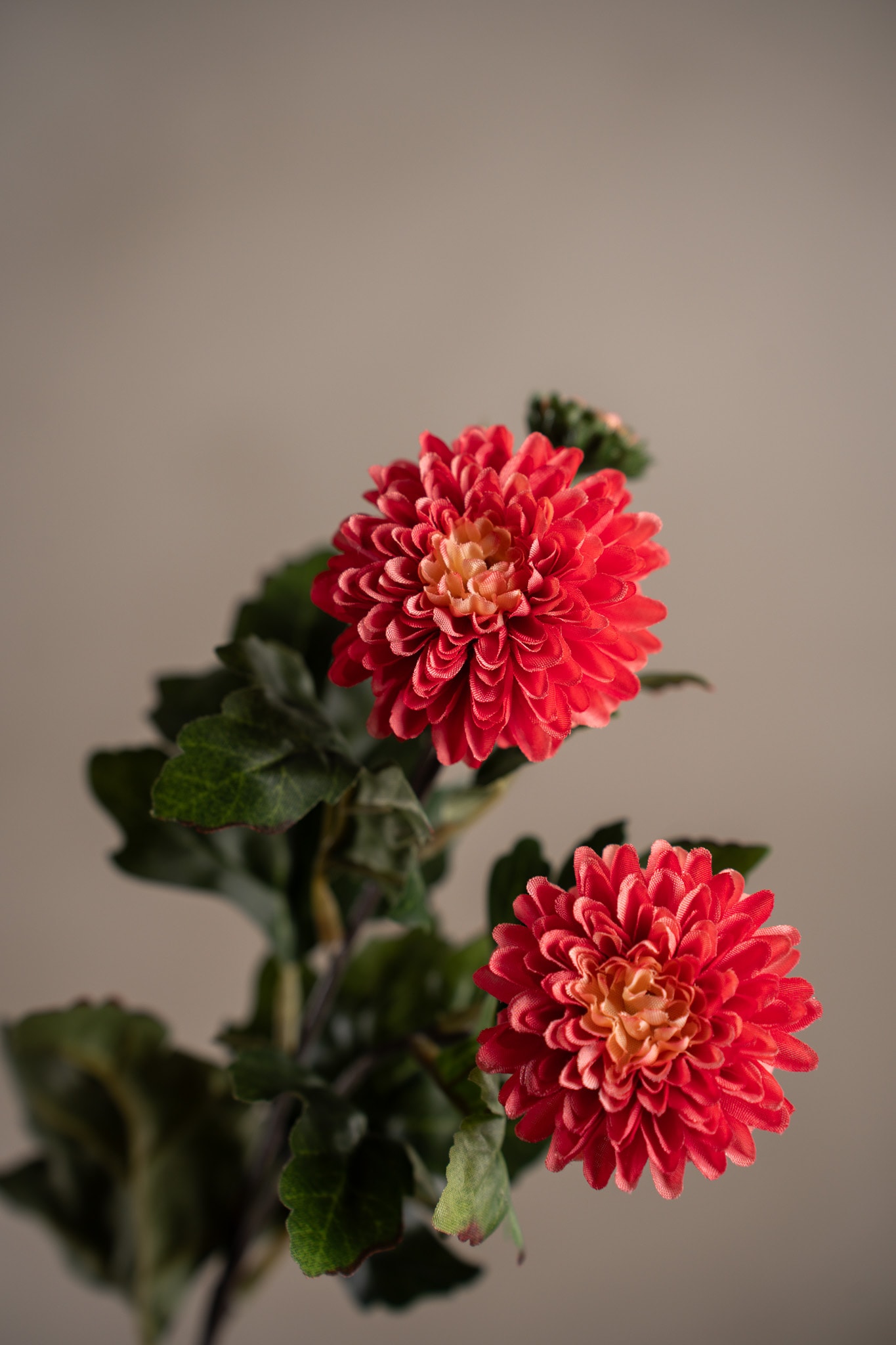 Chrysanthemum