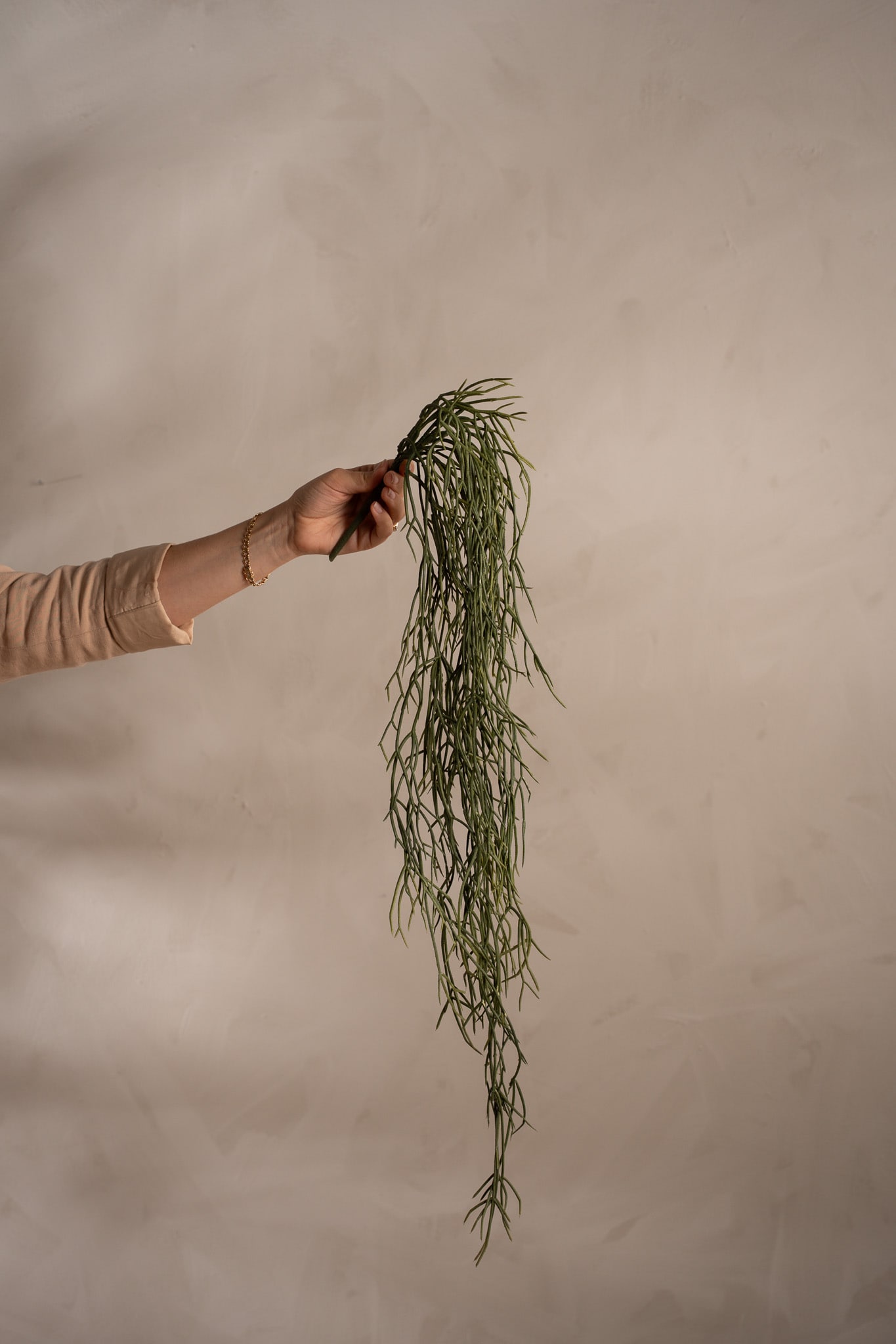 Rhipsalis