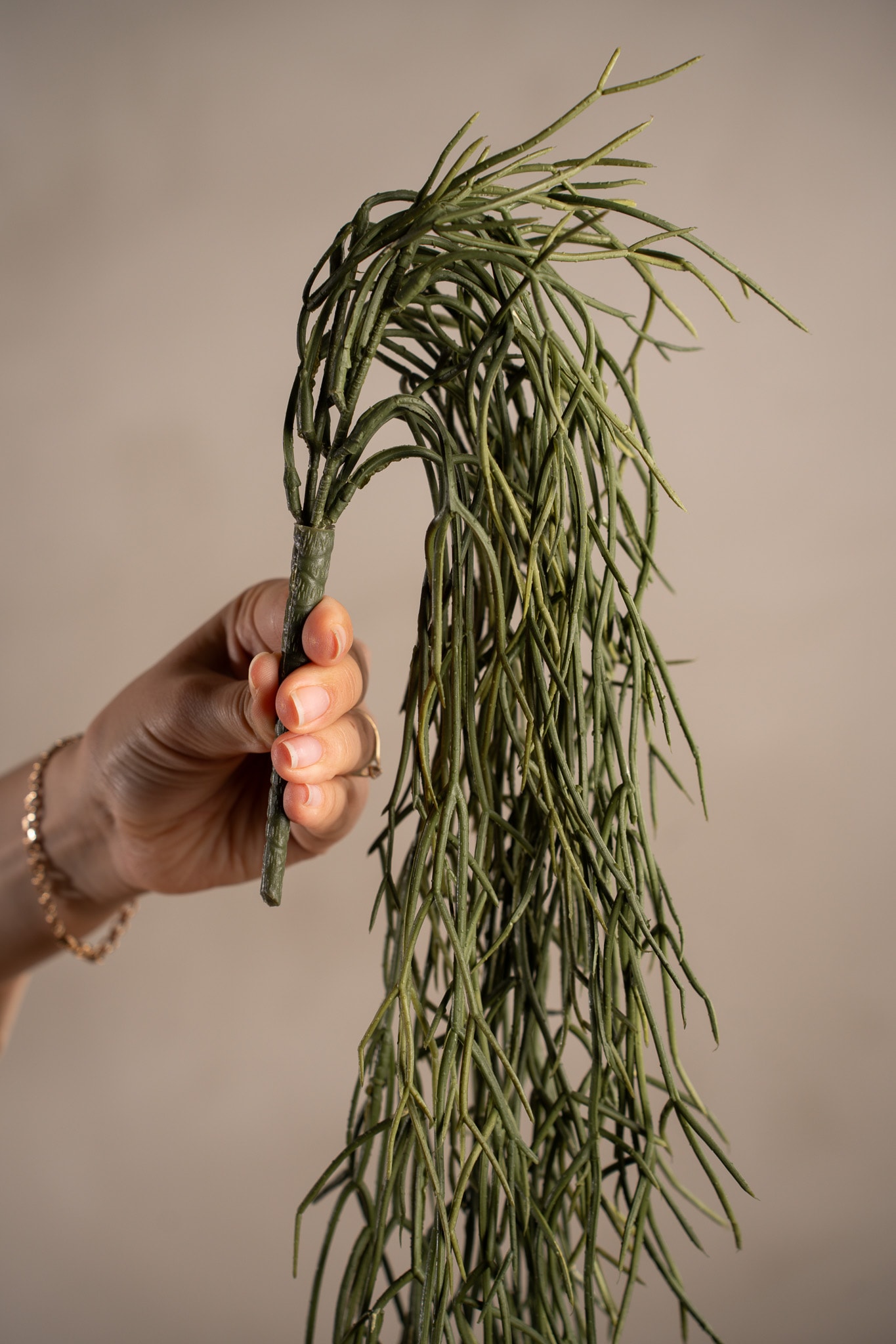Rhipsalis