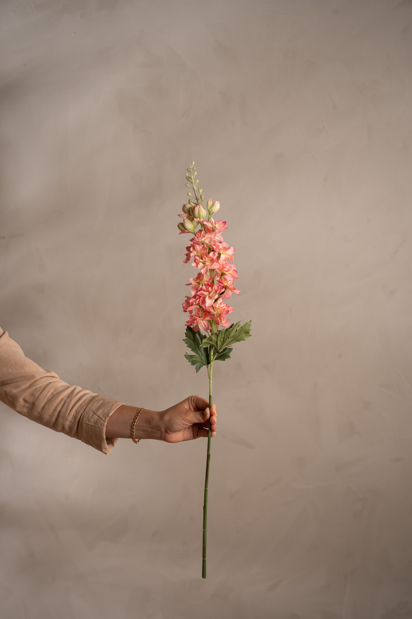 Delphinium