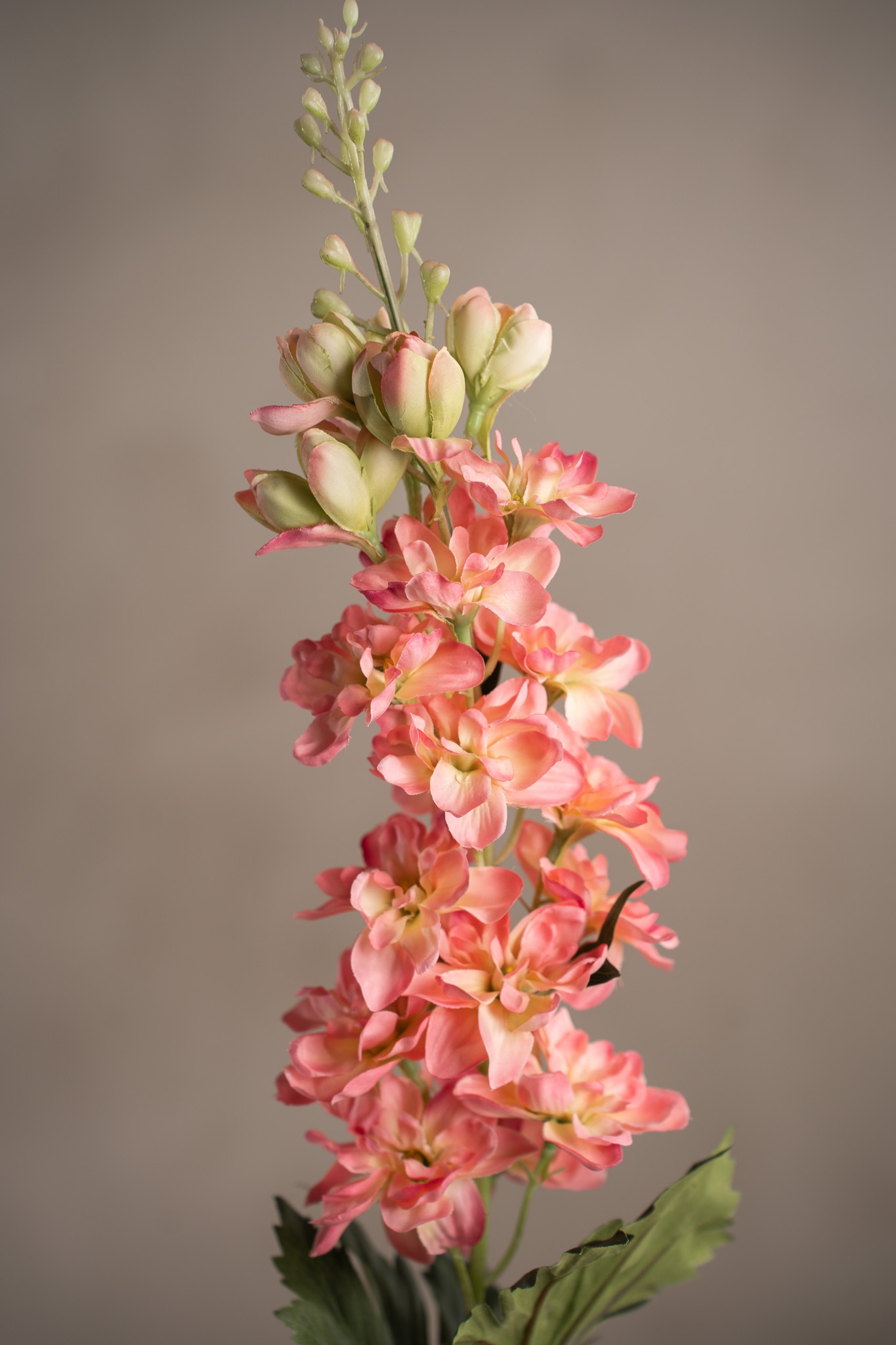 Delphinium