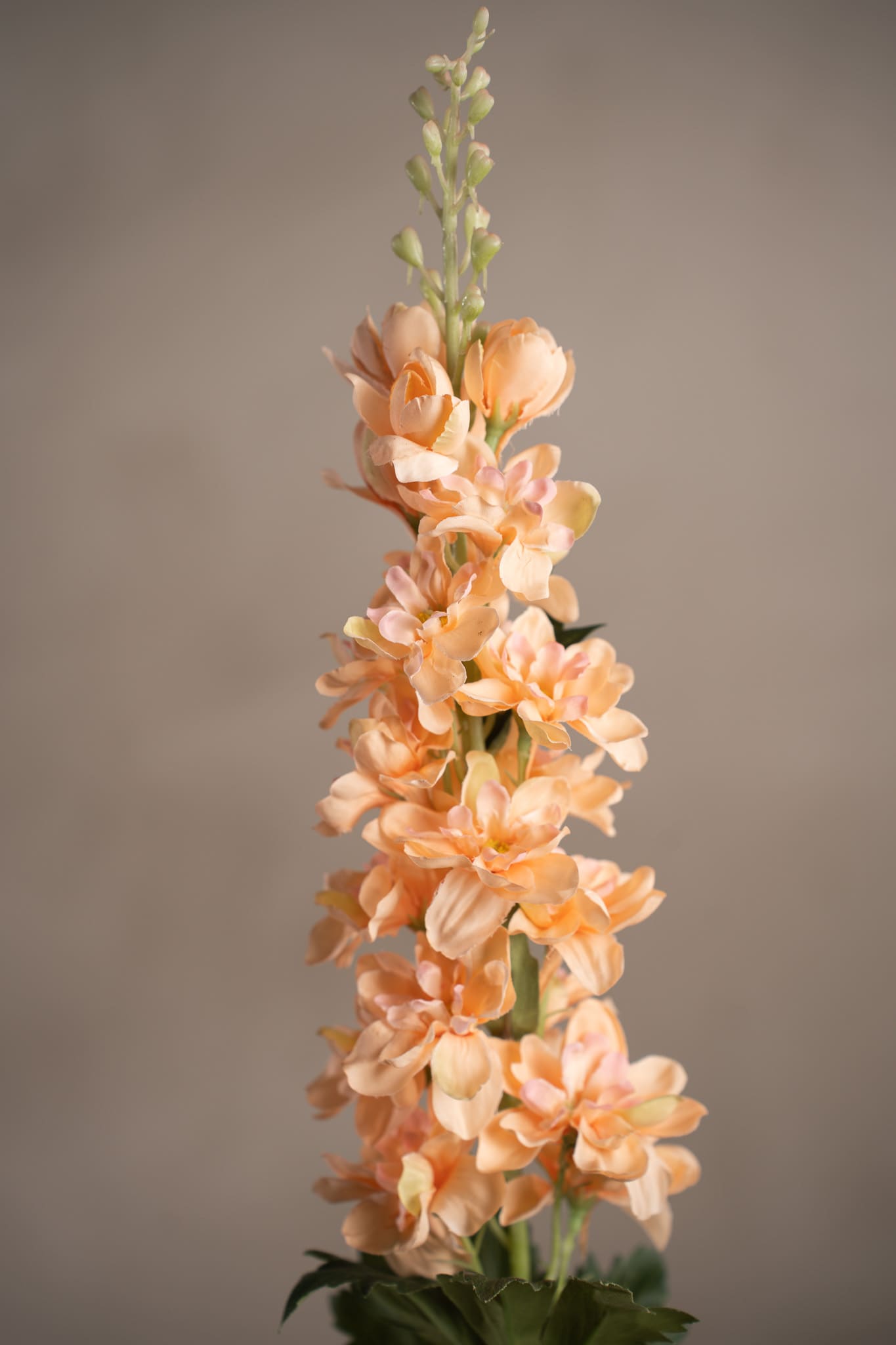 Delphinium