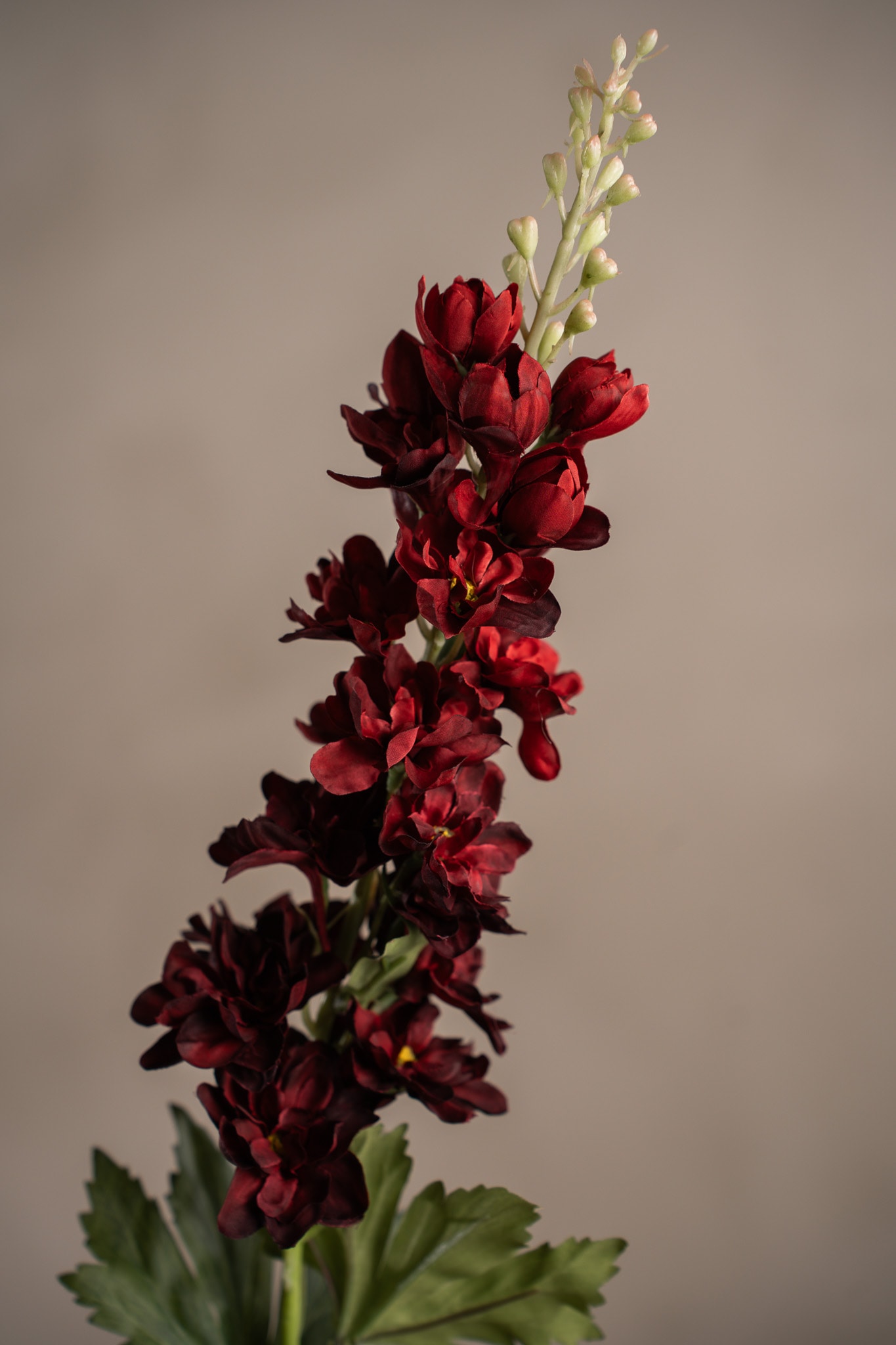 Delphinium