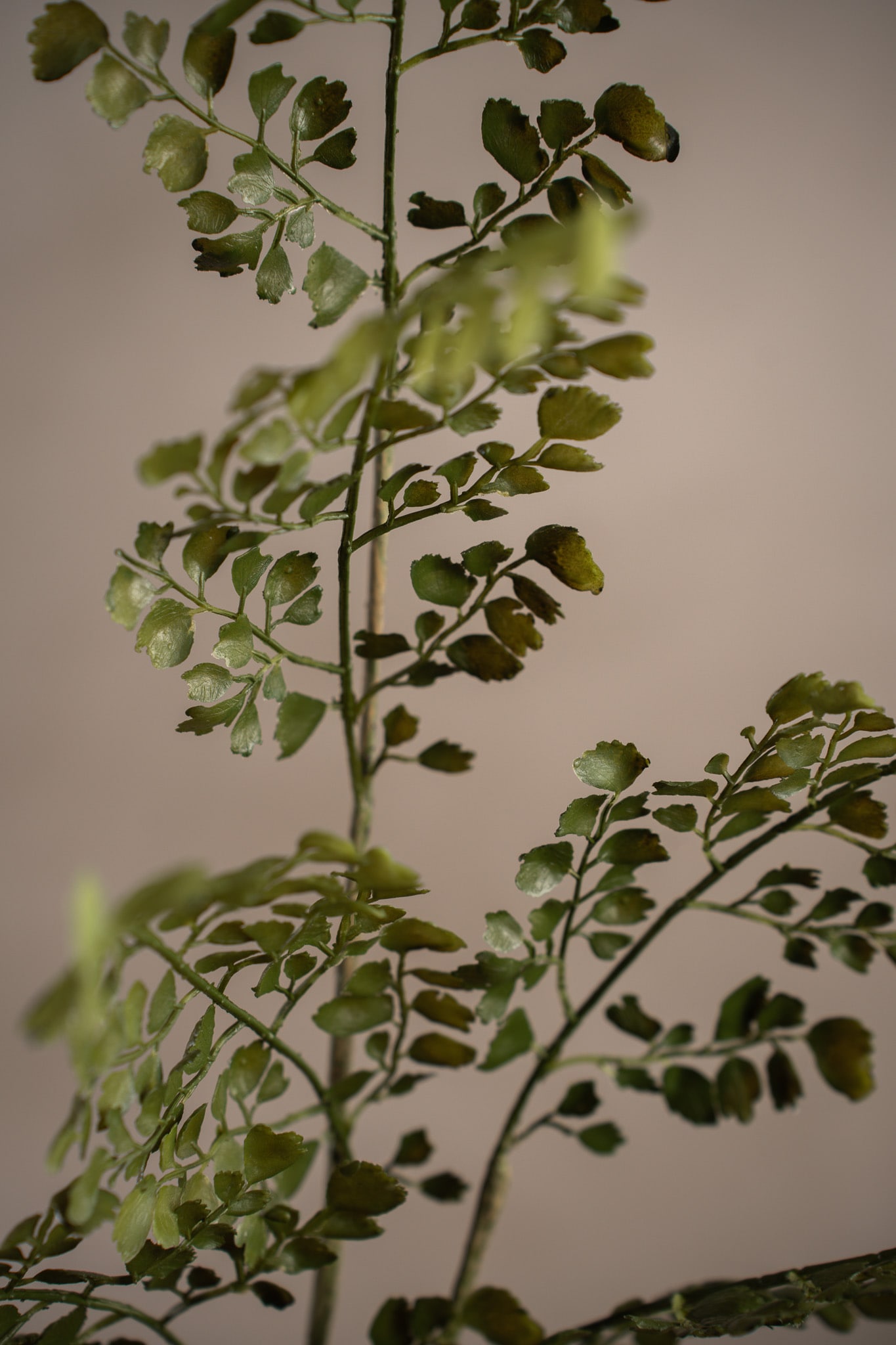 Adiantum