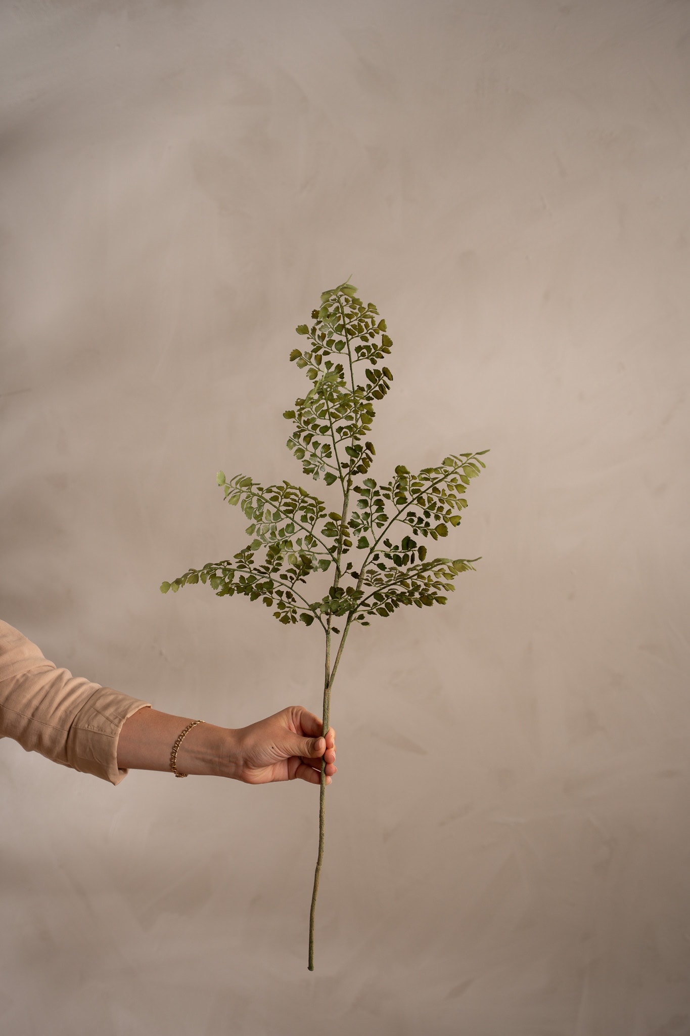 Adiantum