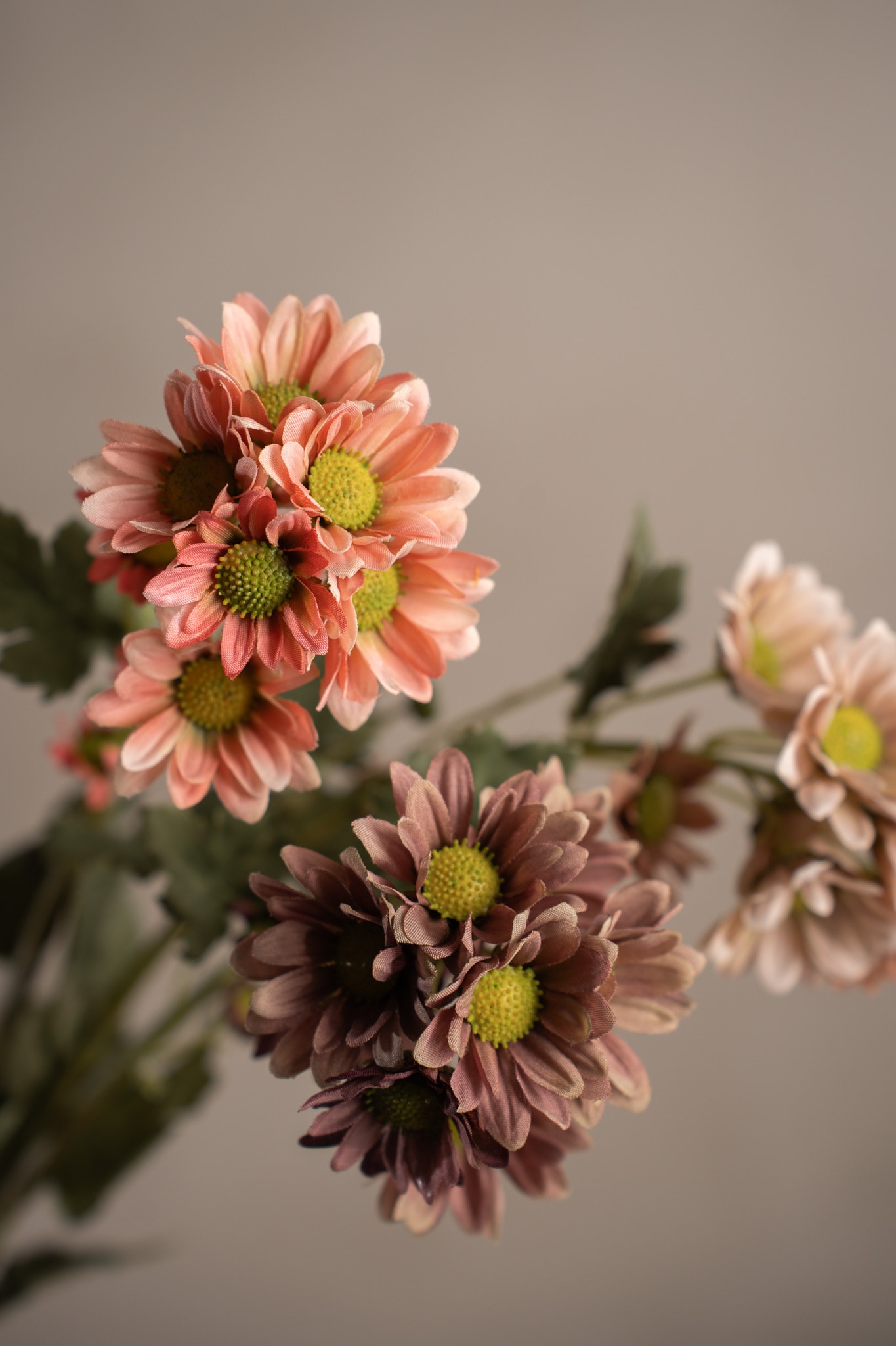 Chrysanthemum