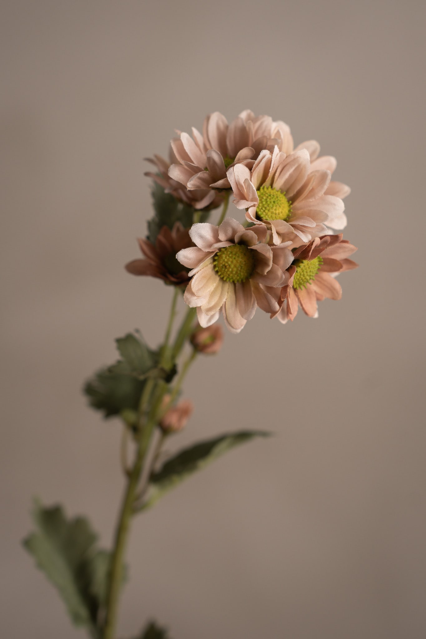 Chrysanthemum