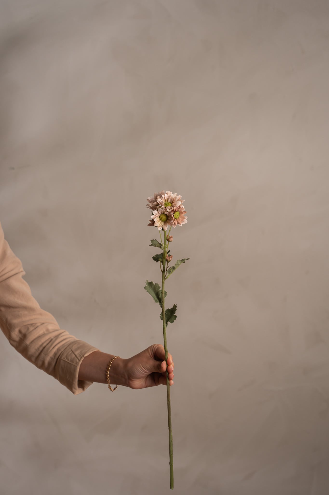 Chrysanthemum
