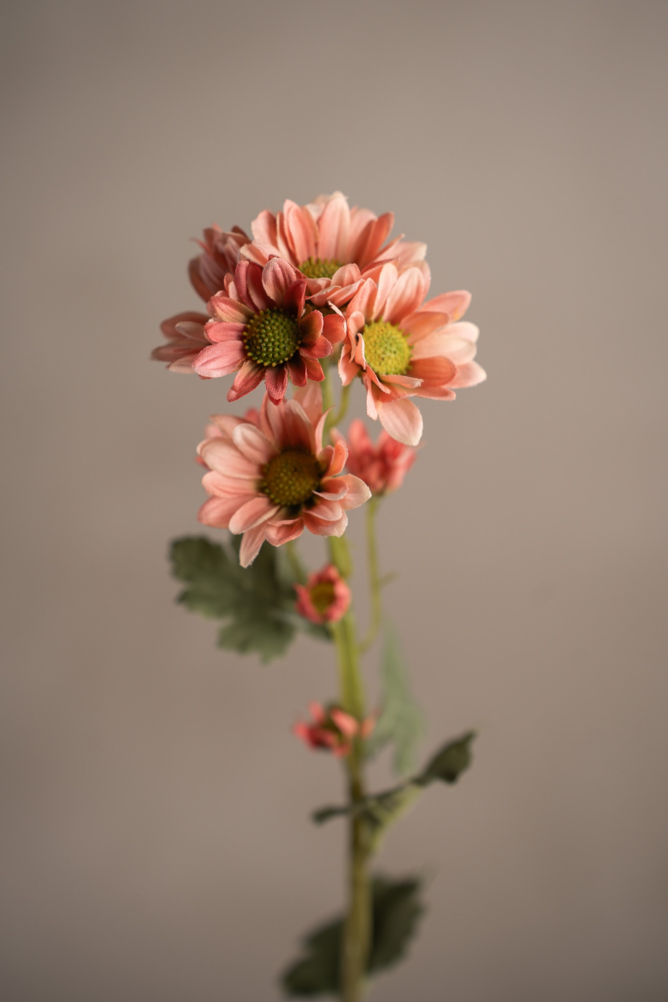 Chrysanthemum