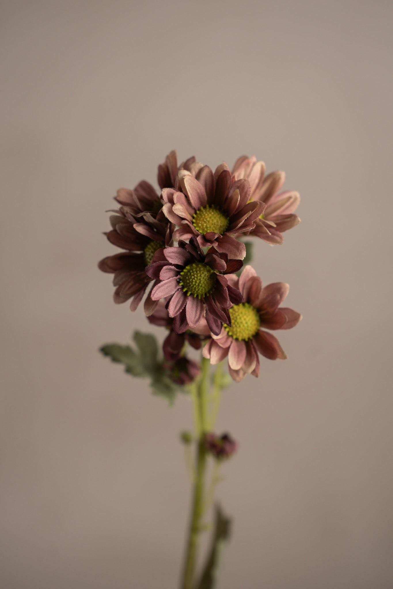 Chrysanthemum